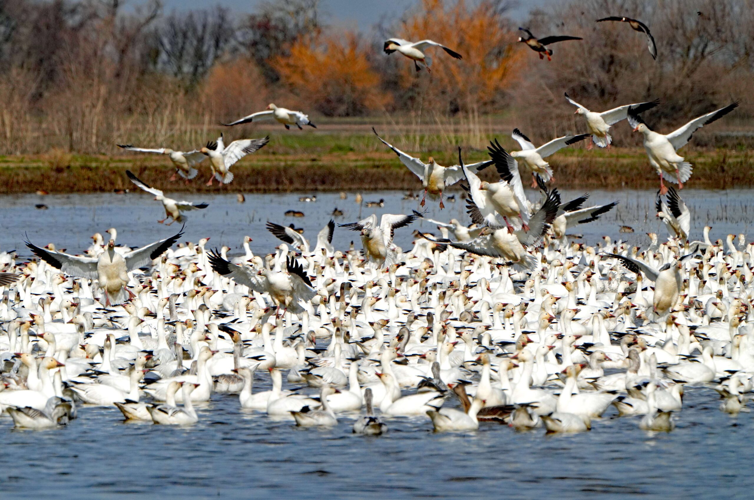 Snow Geese