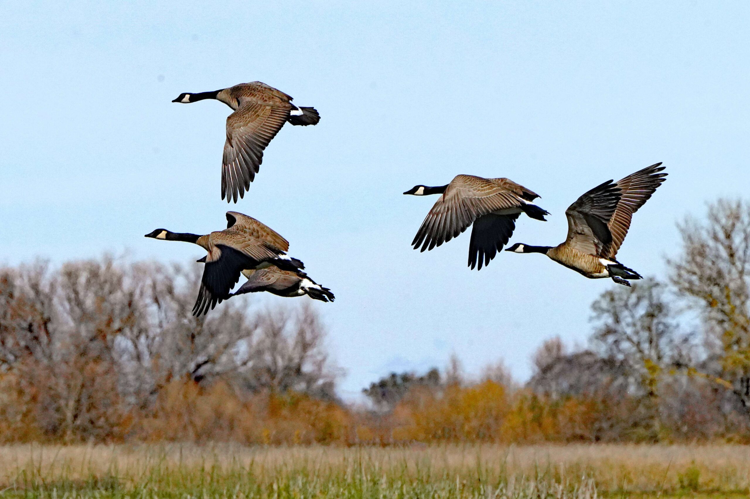 Canada Geese