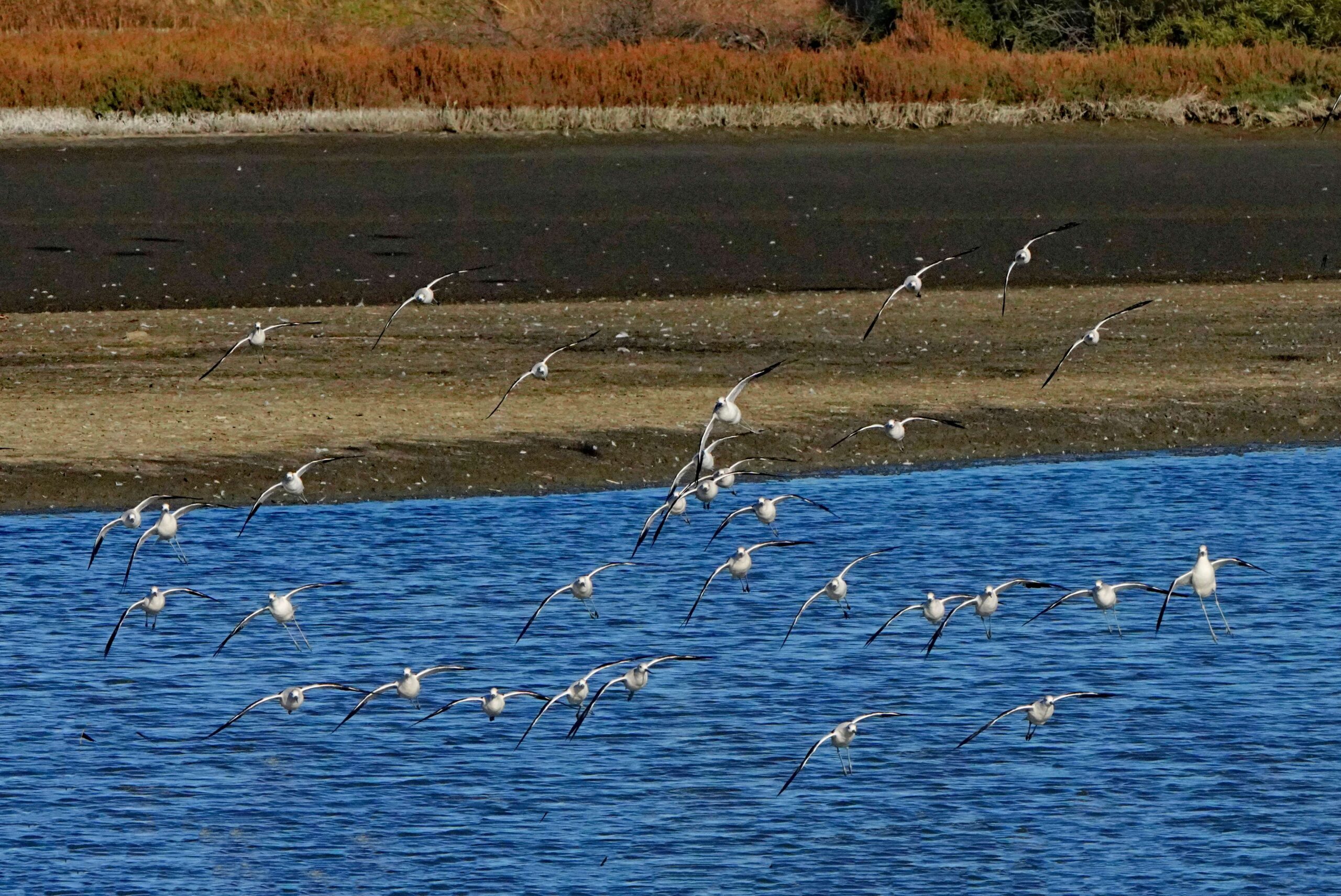 American Avocets