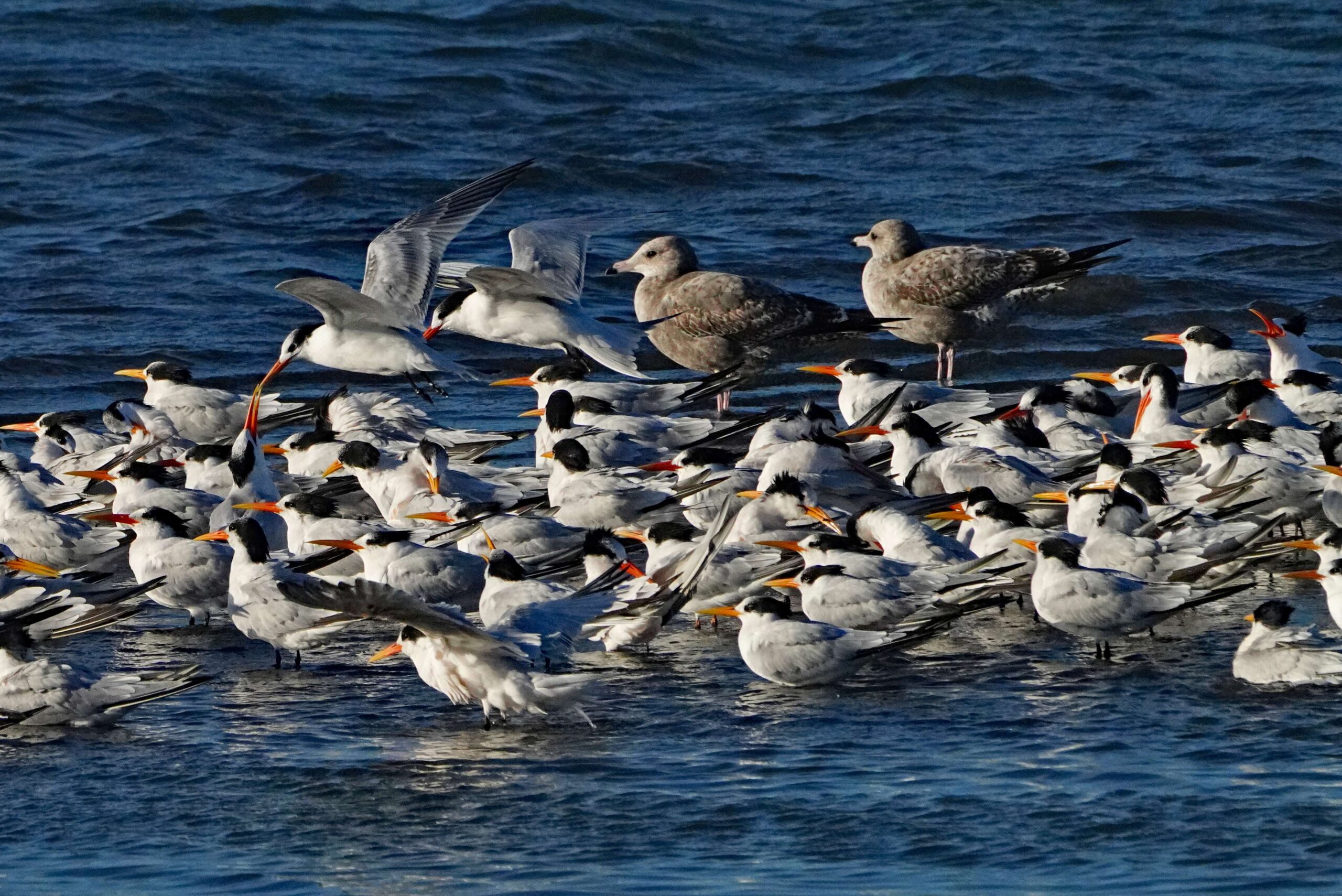 Elegant Terns