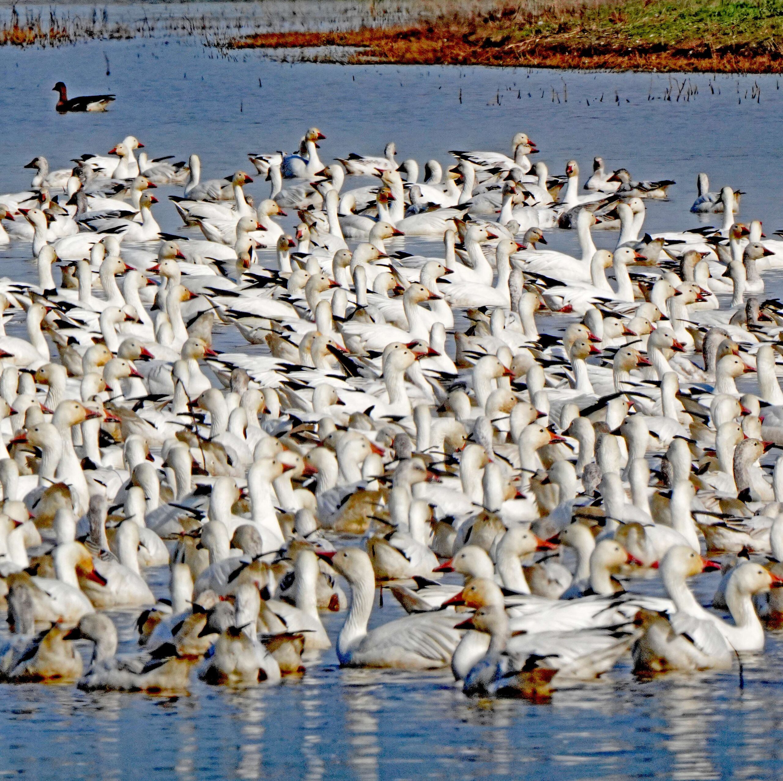 Snow Geese