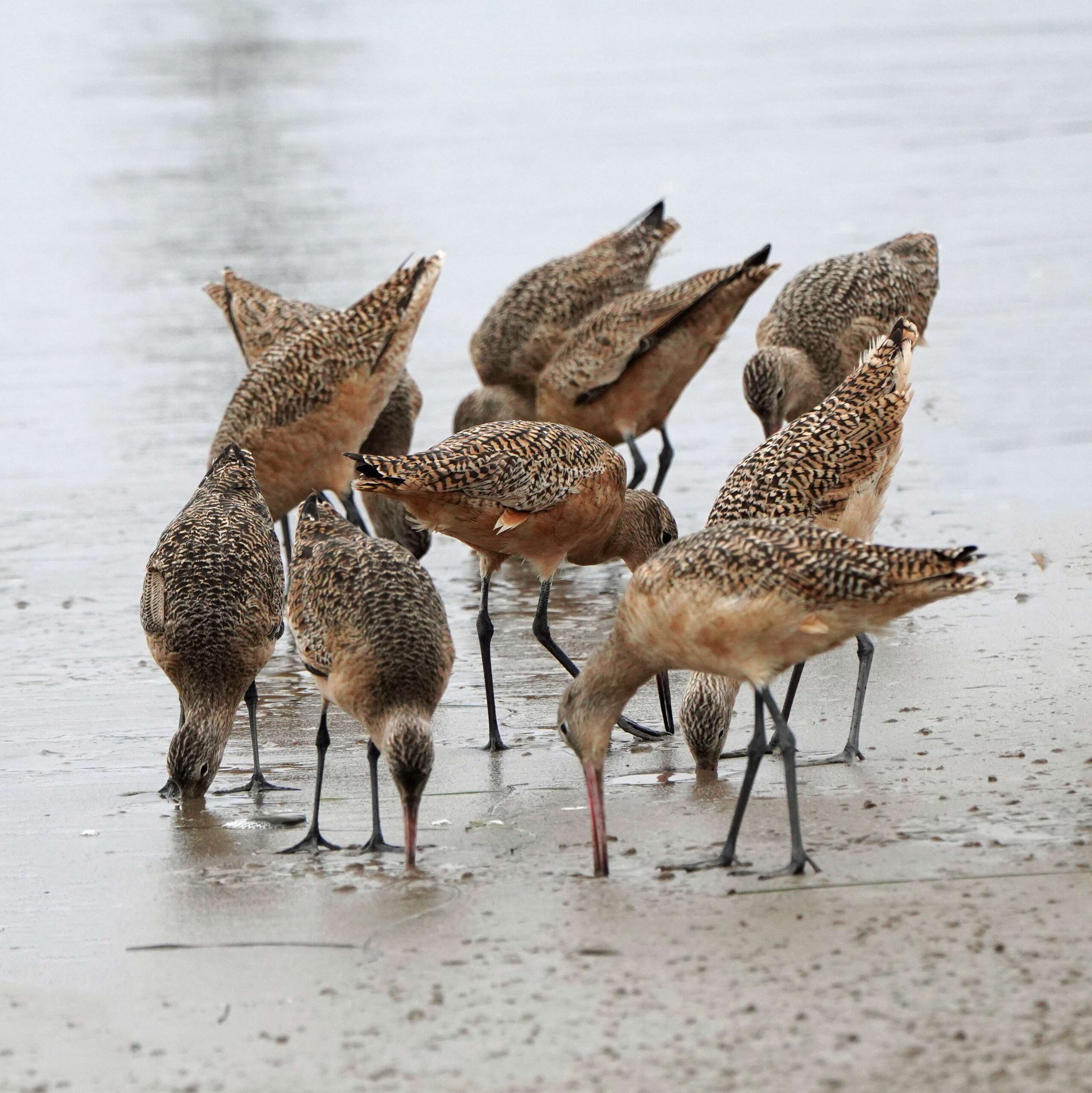 Marbled Godwits