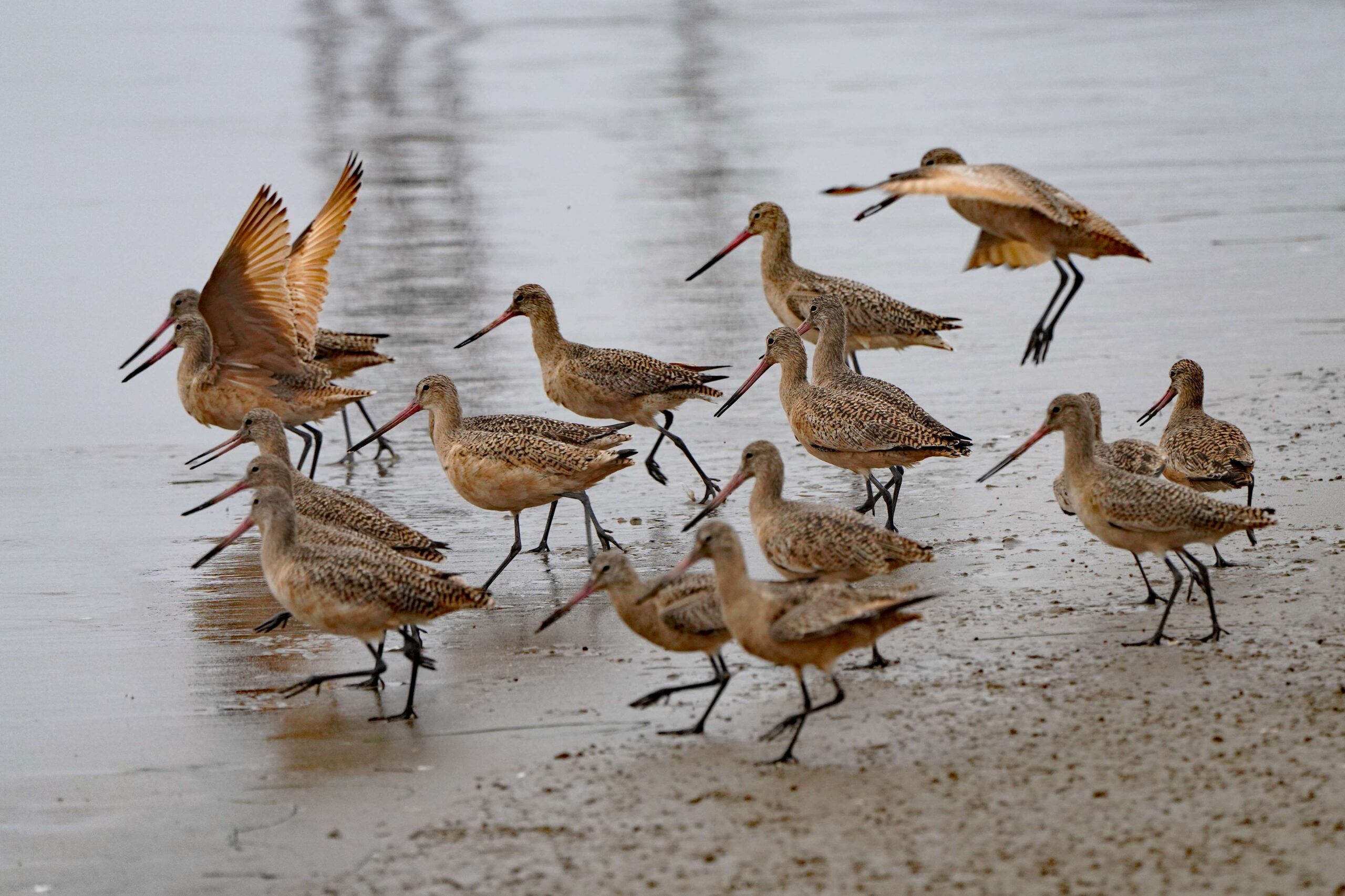 Marbled Godwits