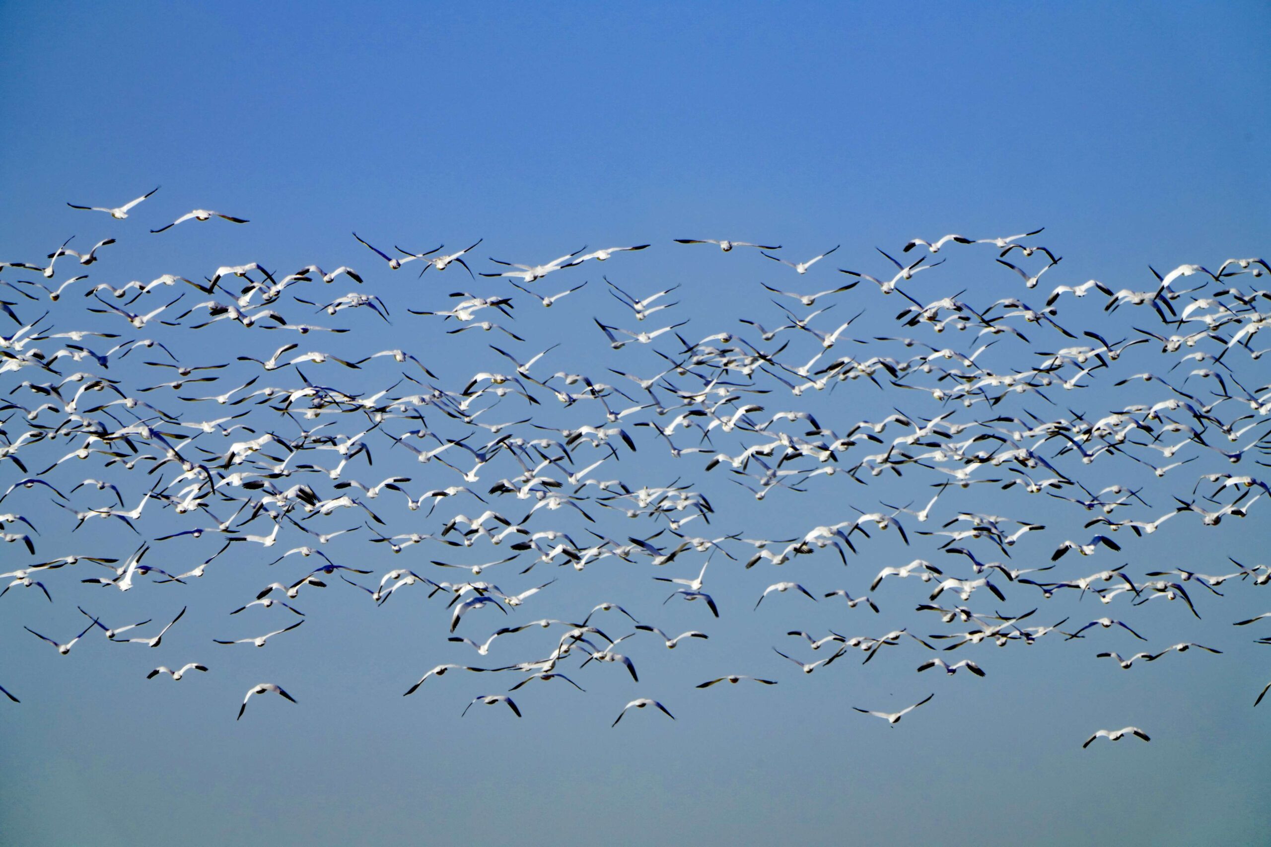 Snow Geese