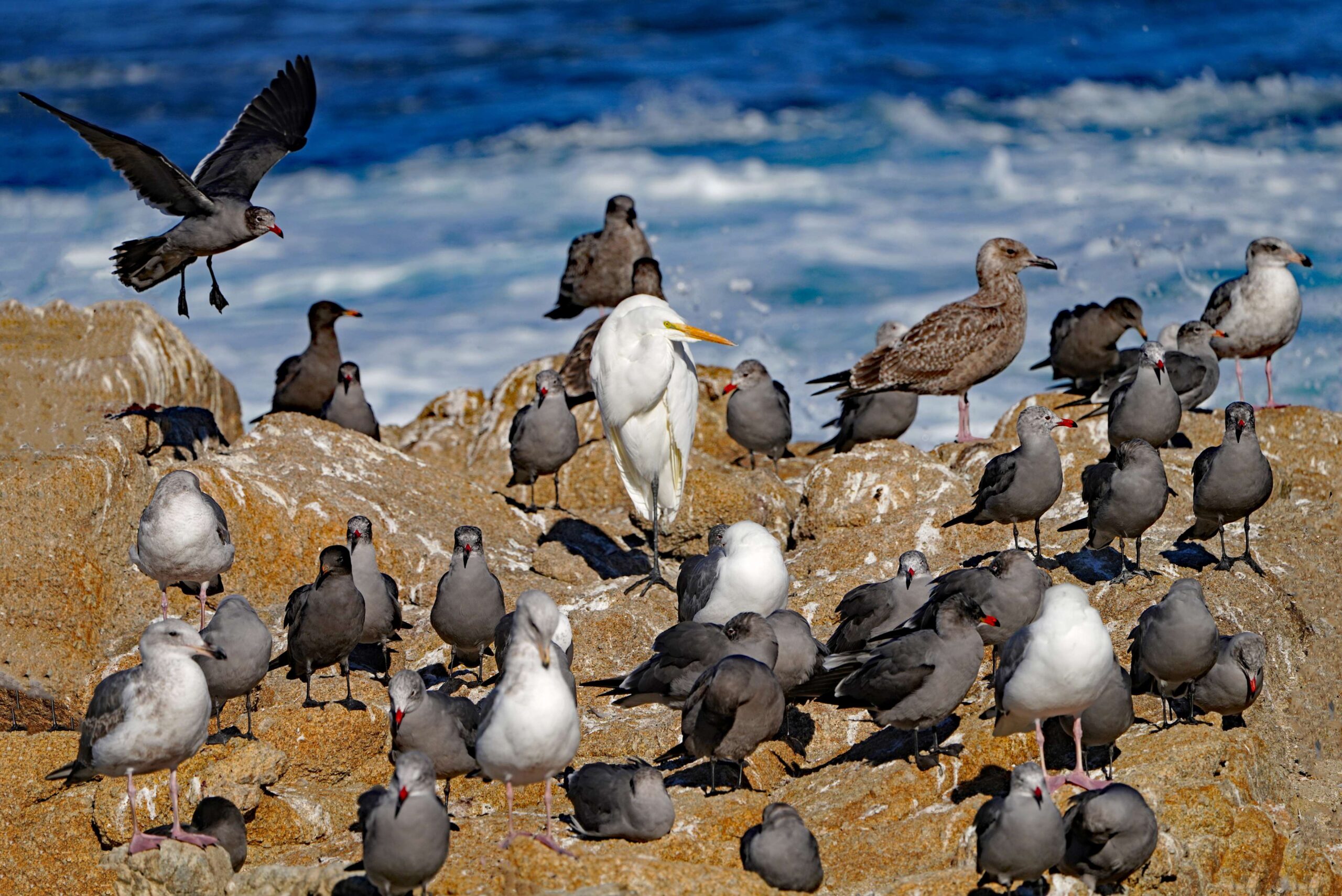 Heermann's Gulls, Great Egret Western Gulls