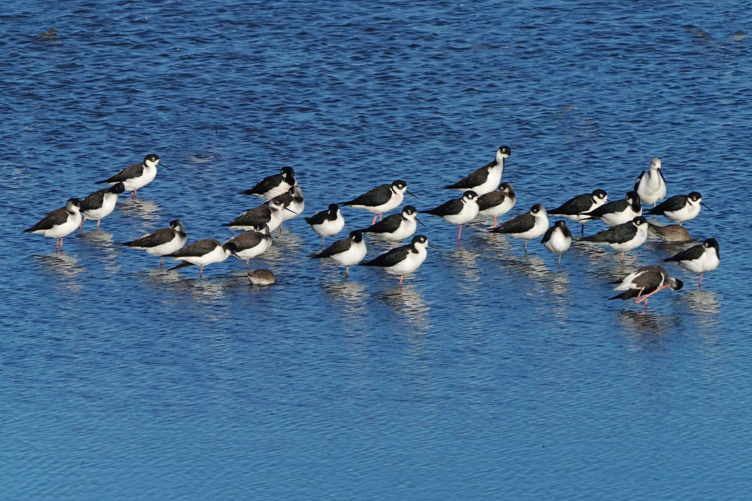 Black-necked Stilts