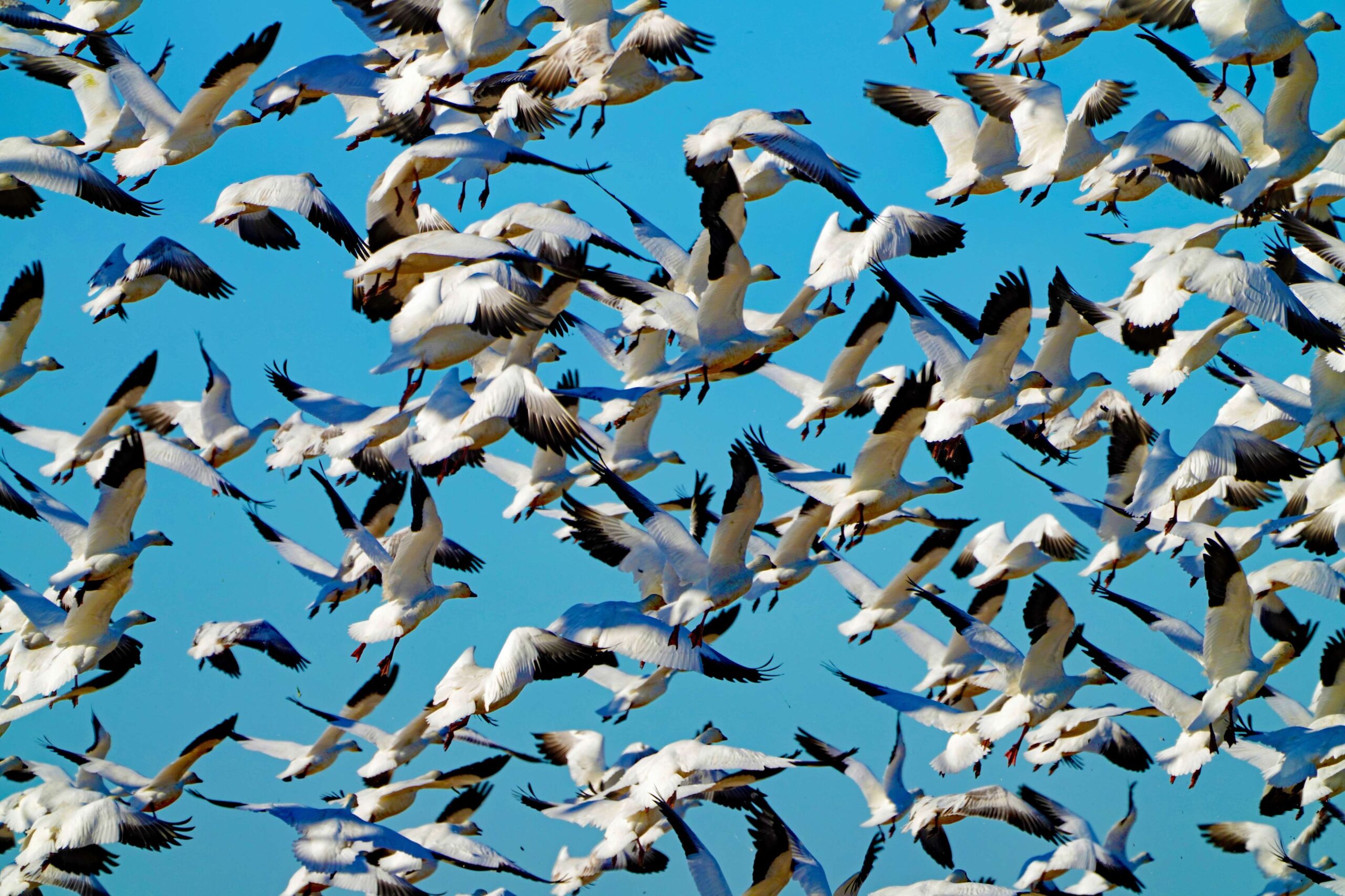 Snow Geese