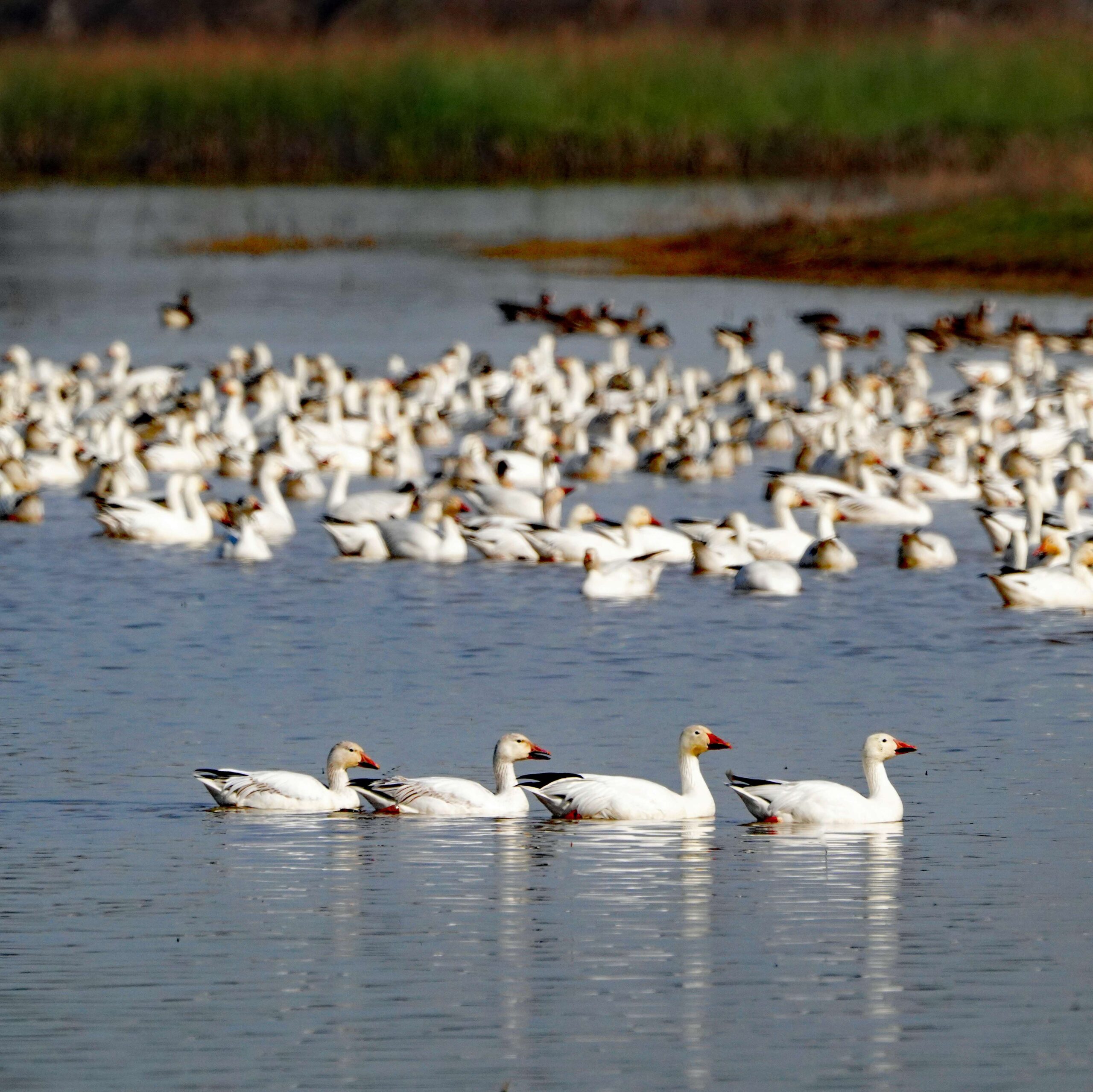 Snow Geese