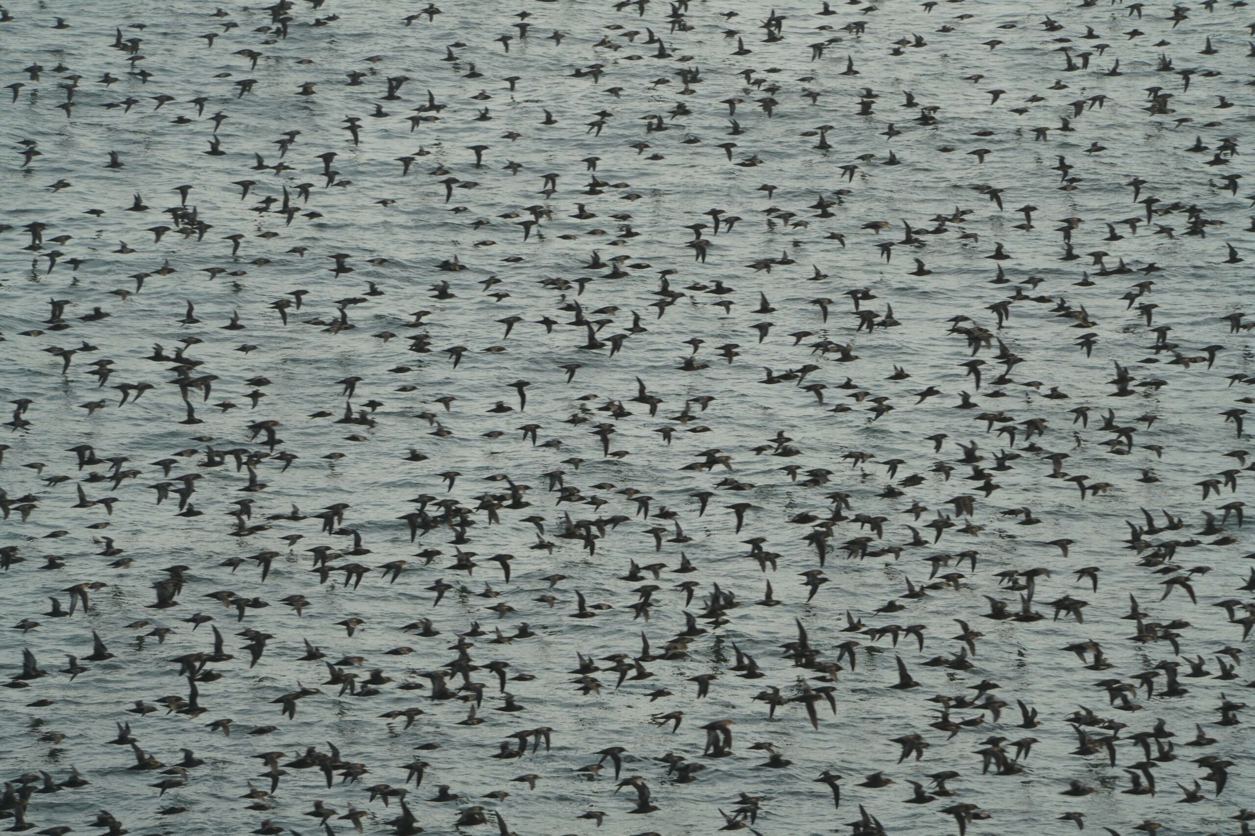 Sooty Shearwaters