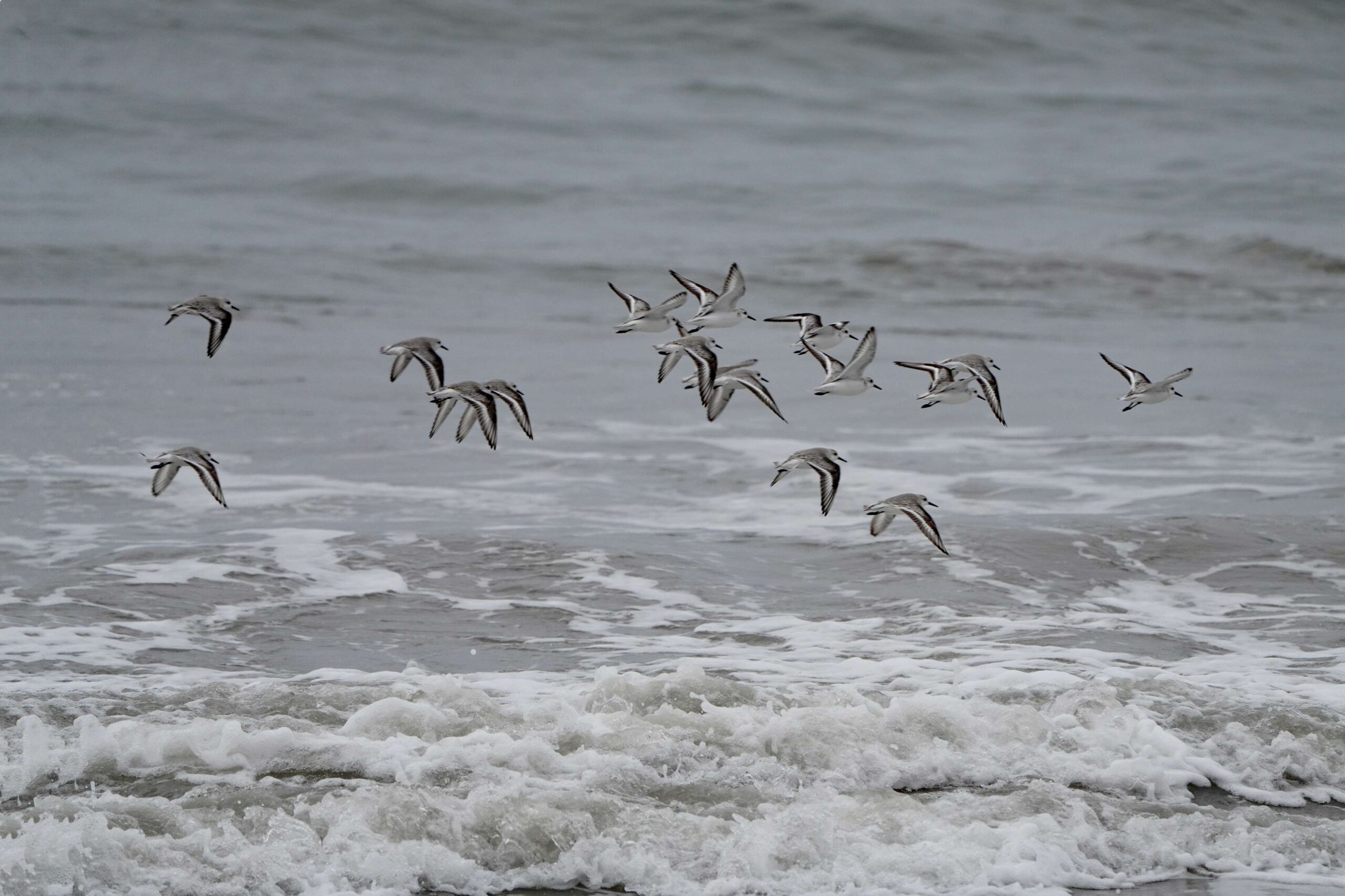 Sanderlings