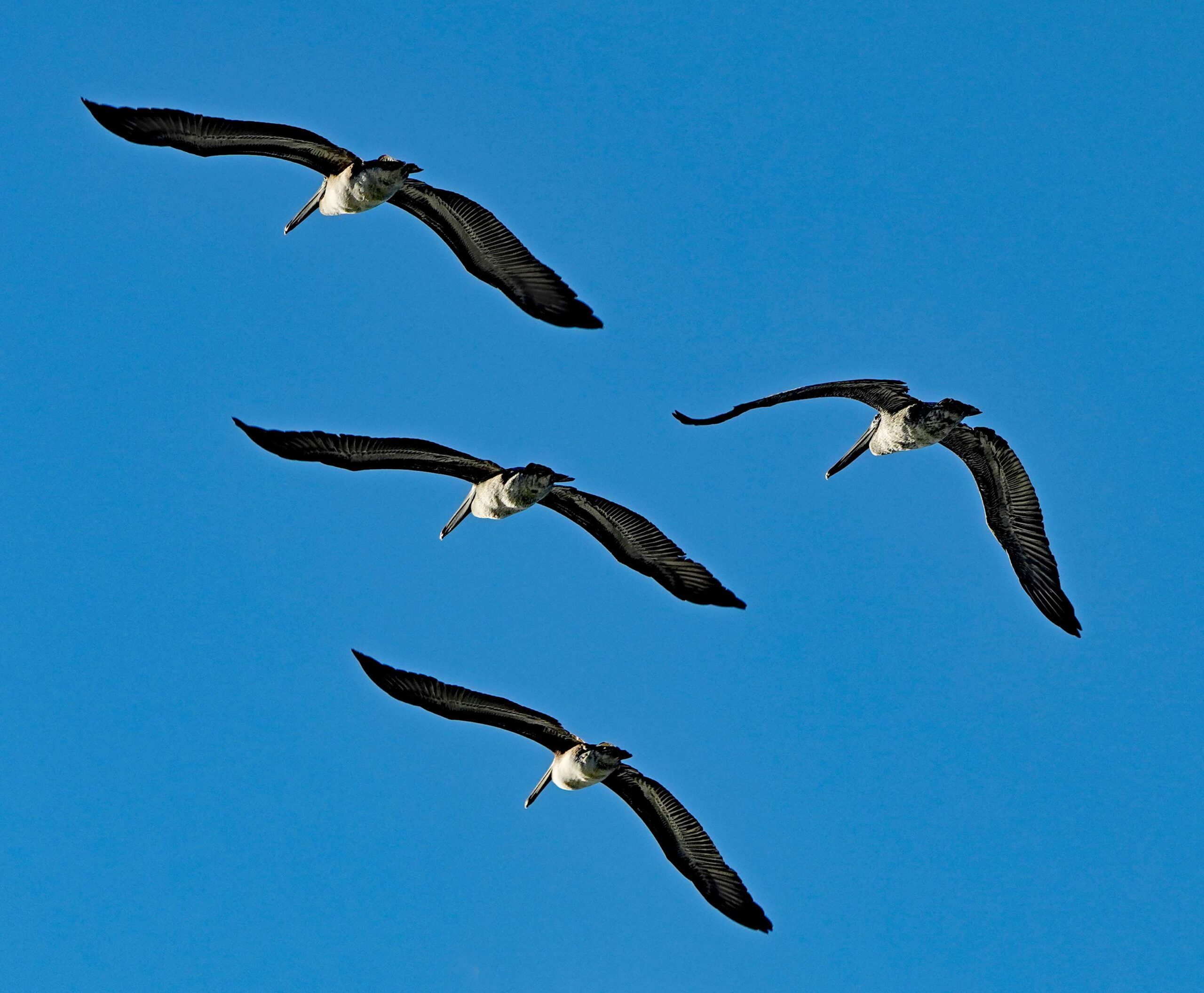 Brown Pelicans