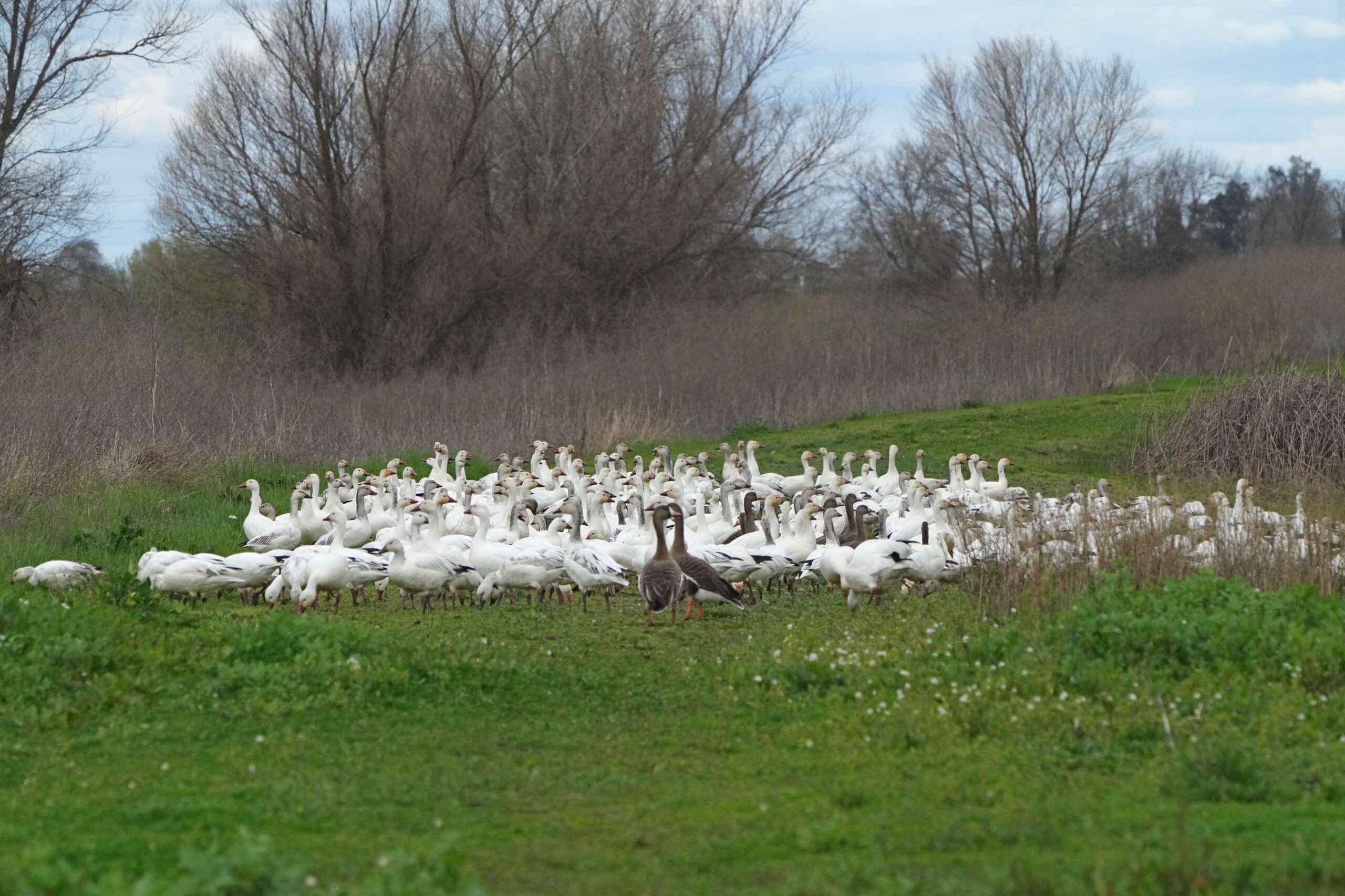 Snow Geese