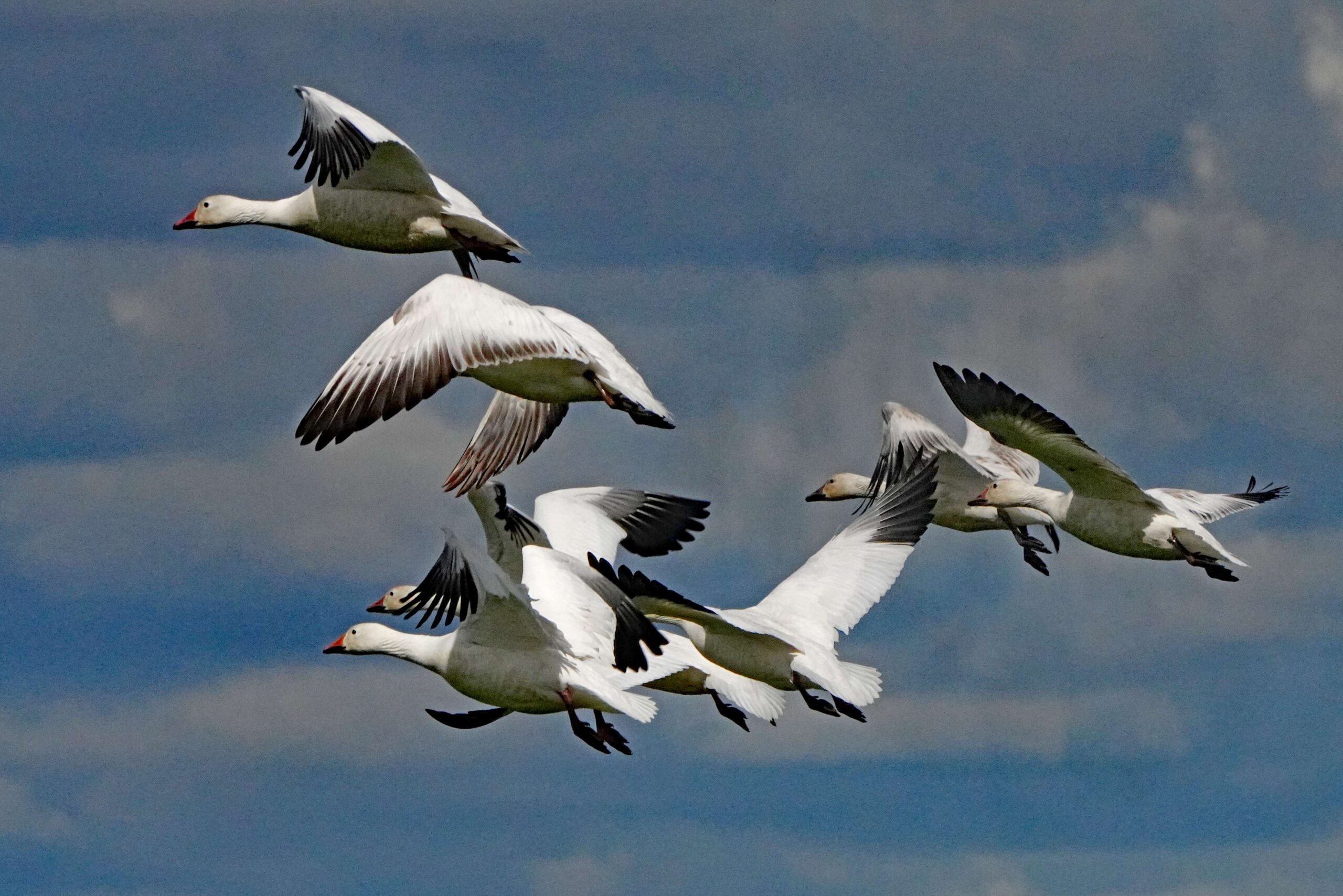 Snow Geese