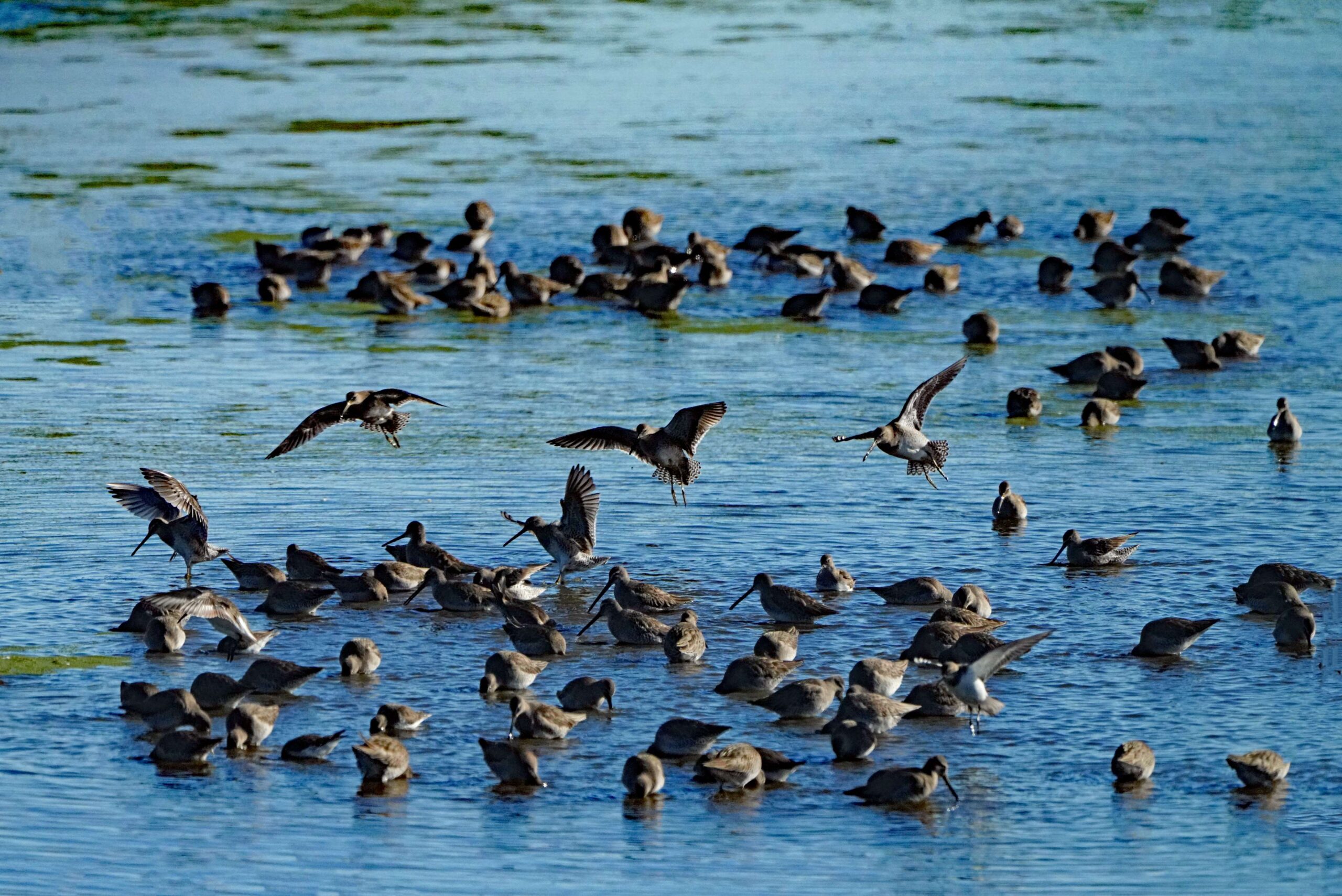 Long-billed Dowitchers