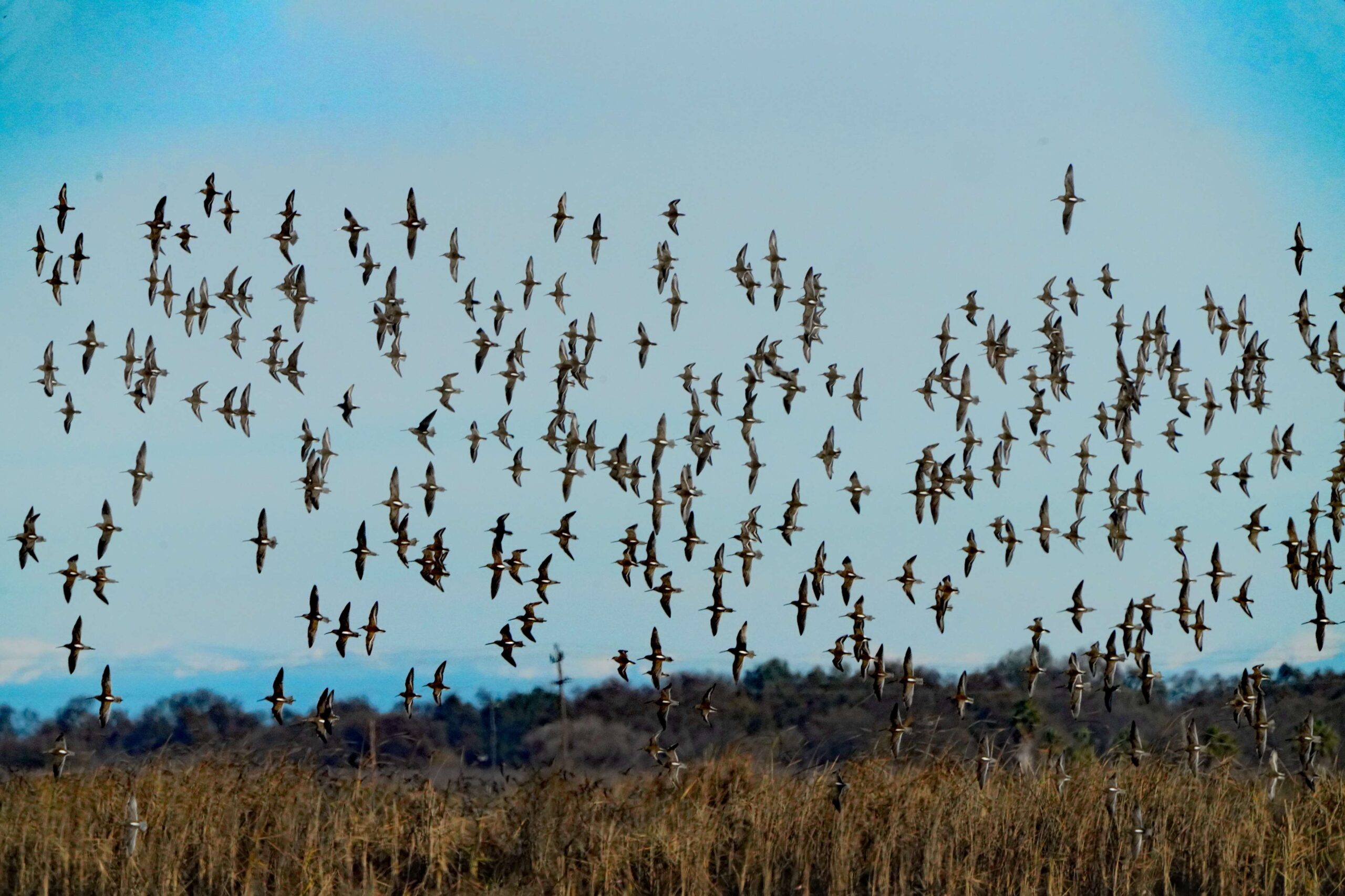 Dowitchers
