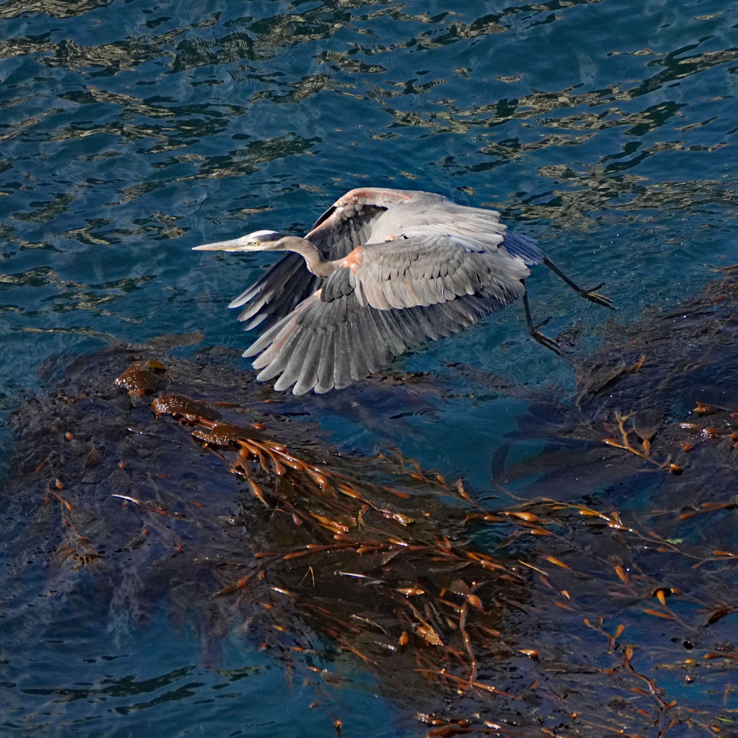 Great Blue Heron