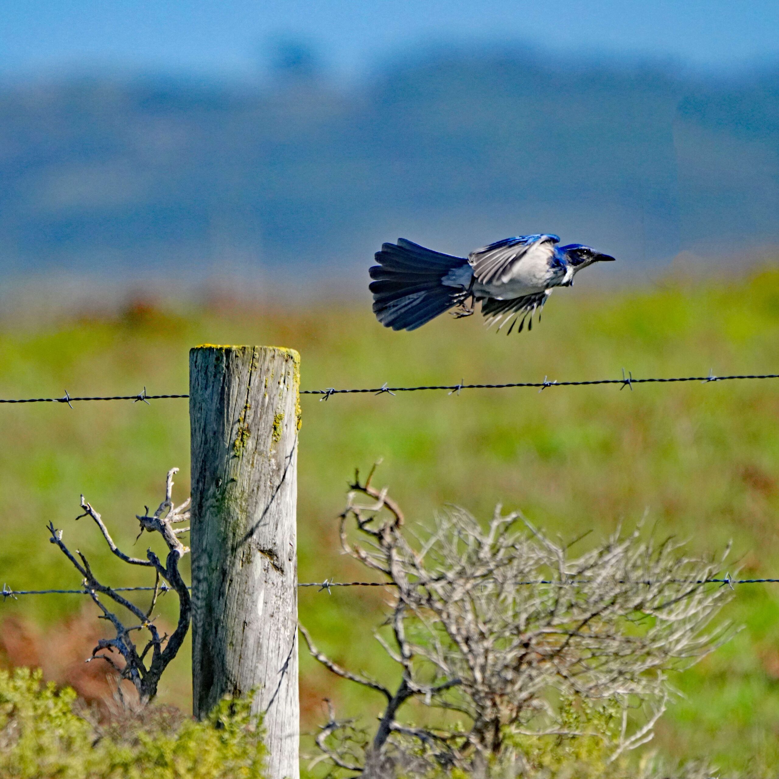Scrub Jay