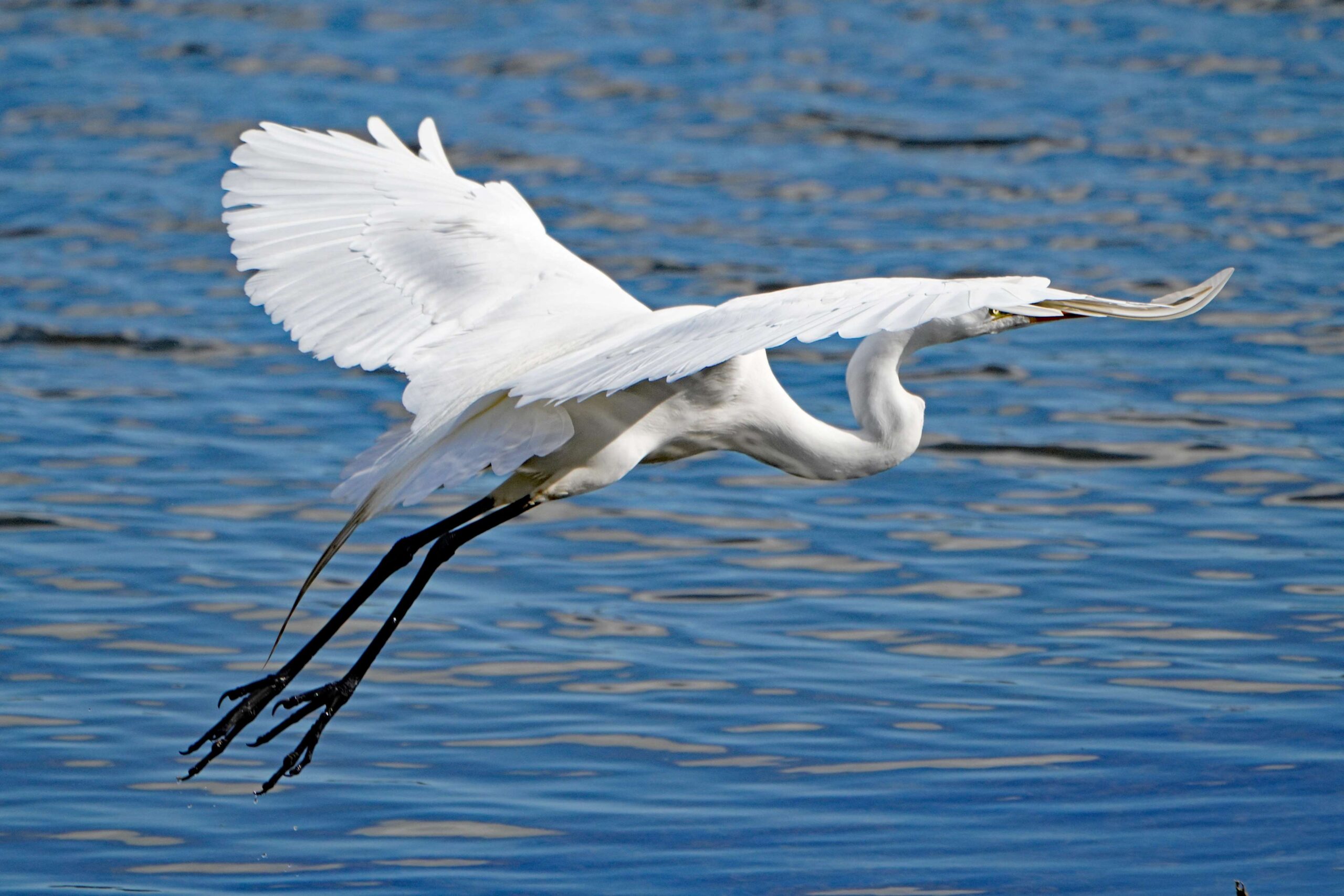 Great Egret