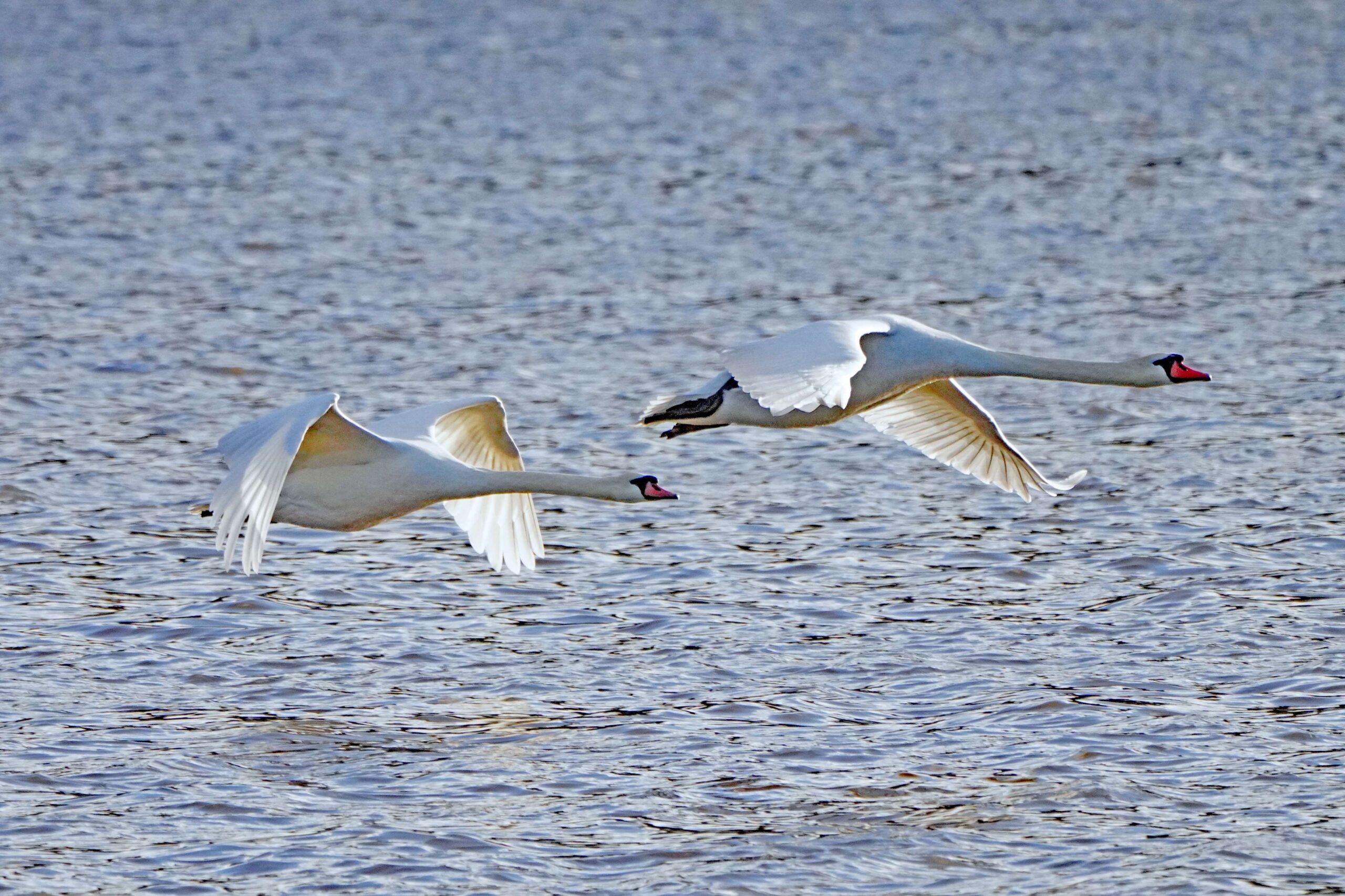 Mute Swans
