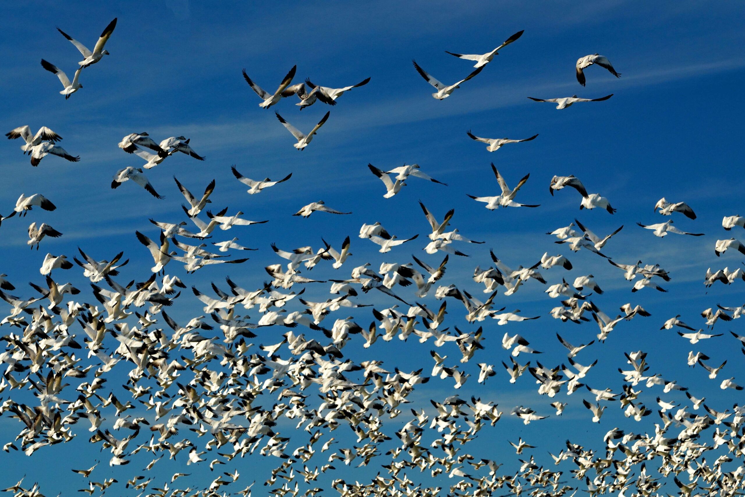 Snow Geese