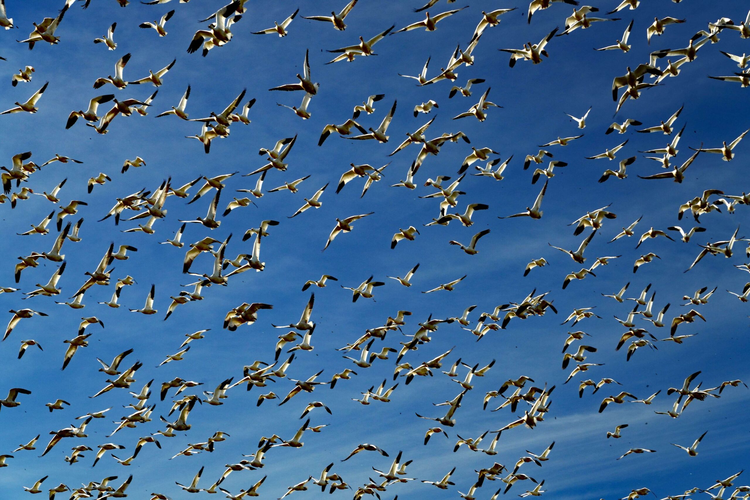 Snow Geese