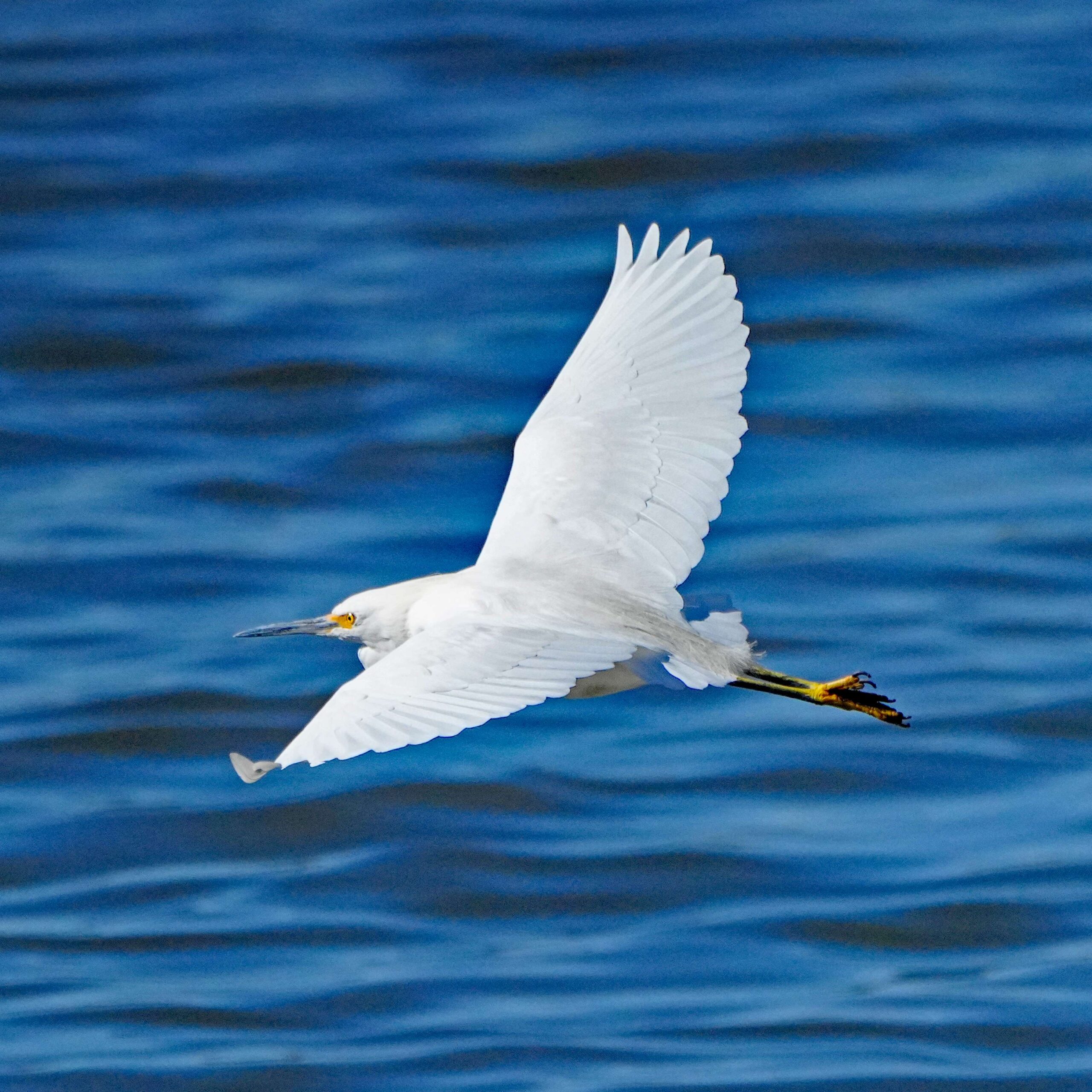 Snowy Egret