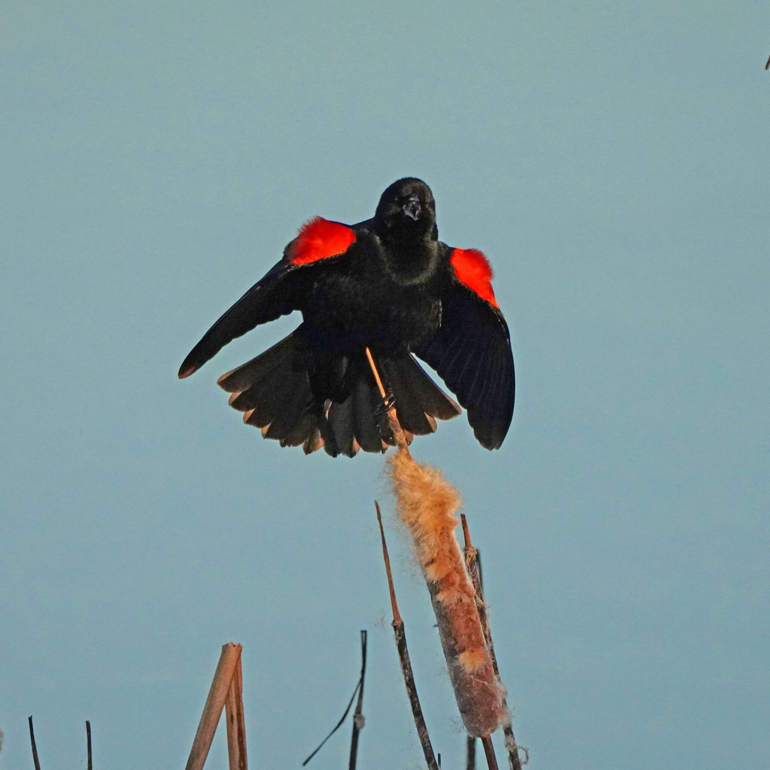 Red-winged Blackbird