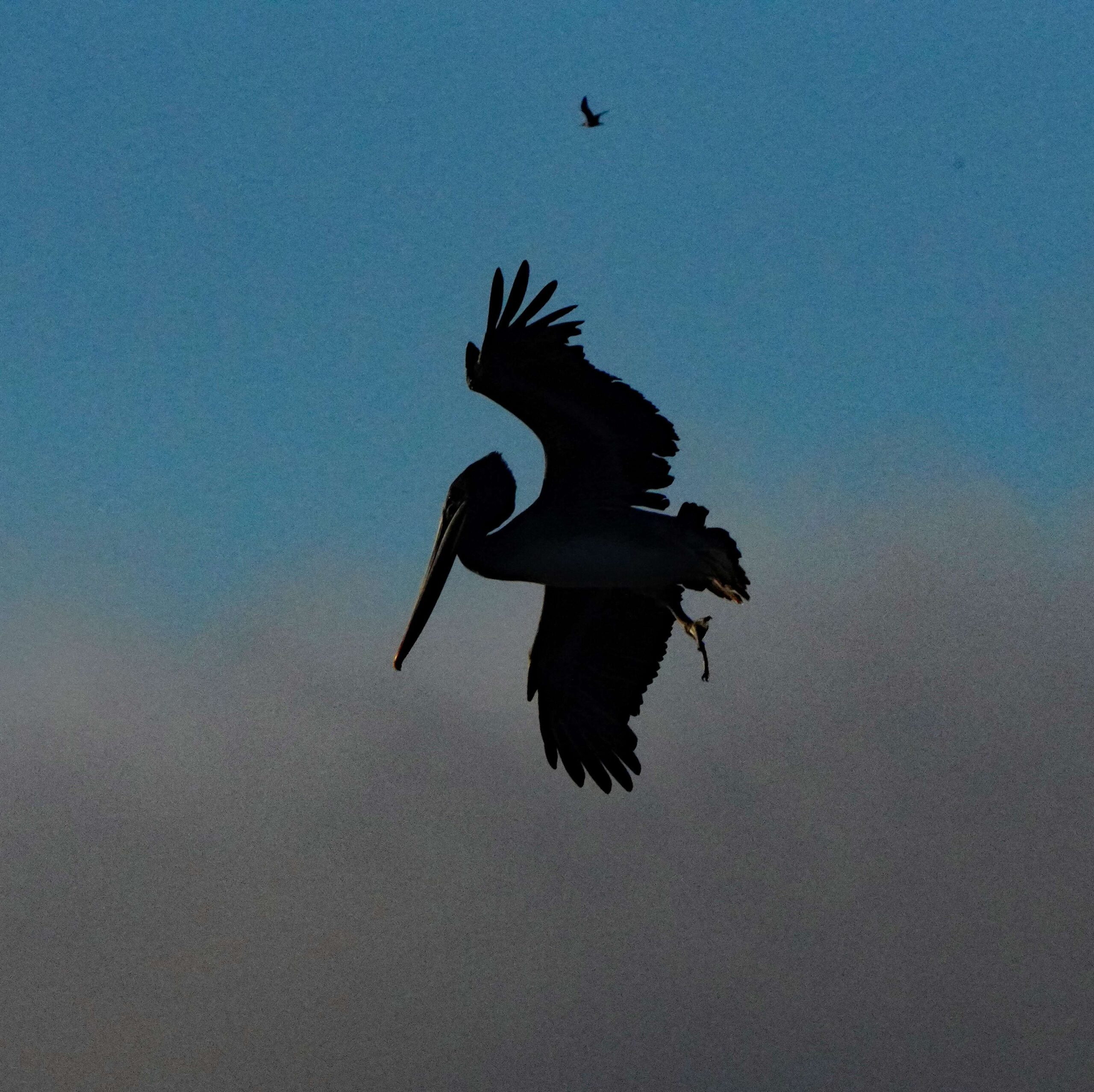 Brown Pelicans