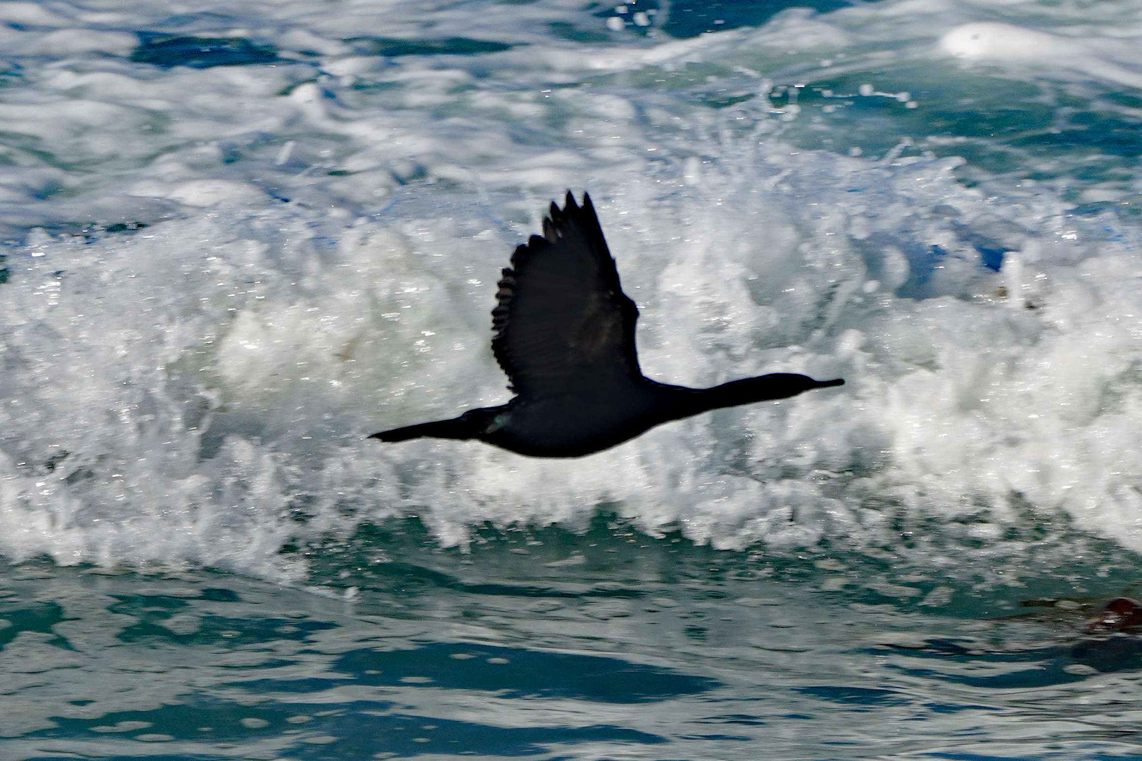 Pelagic Cormorant