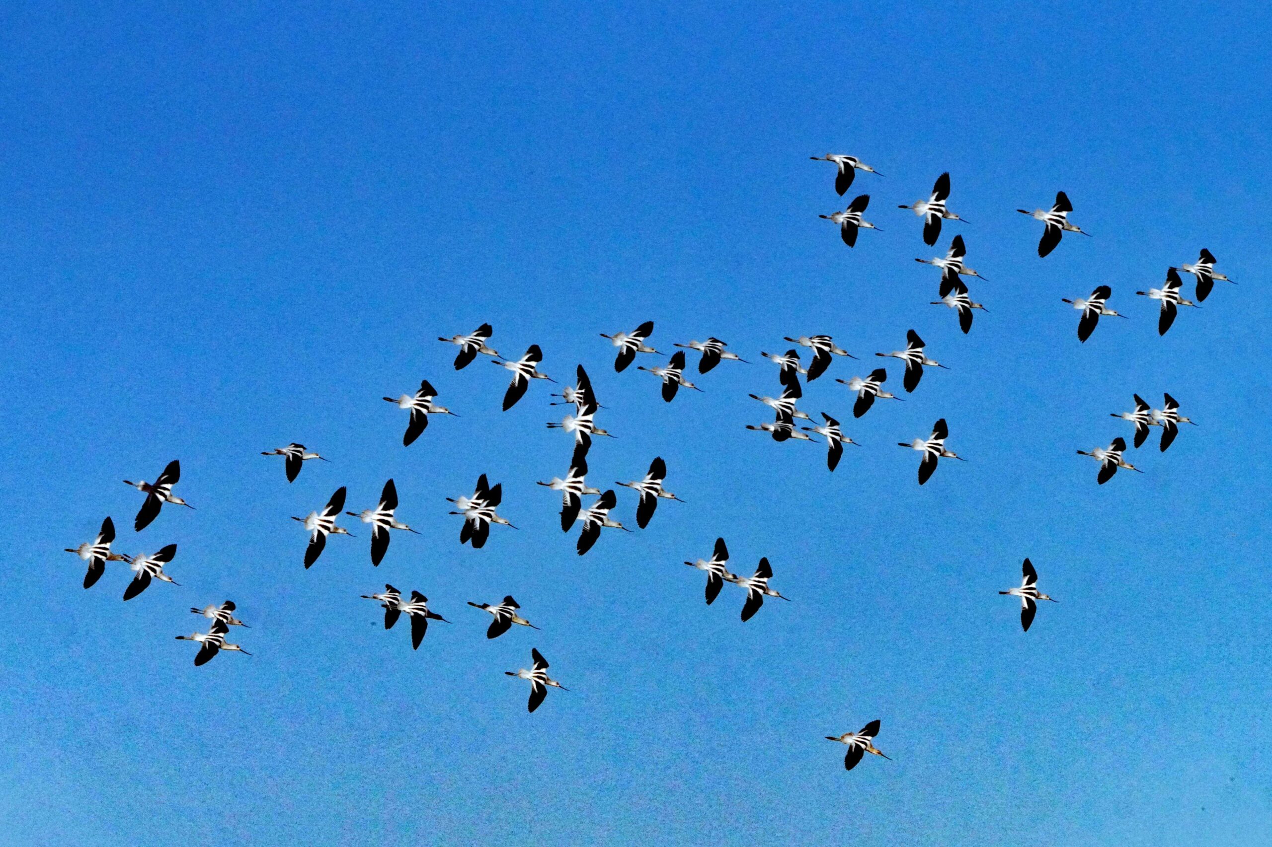 American Avocets
