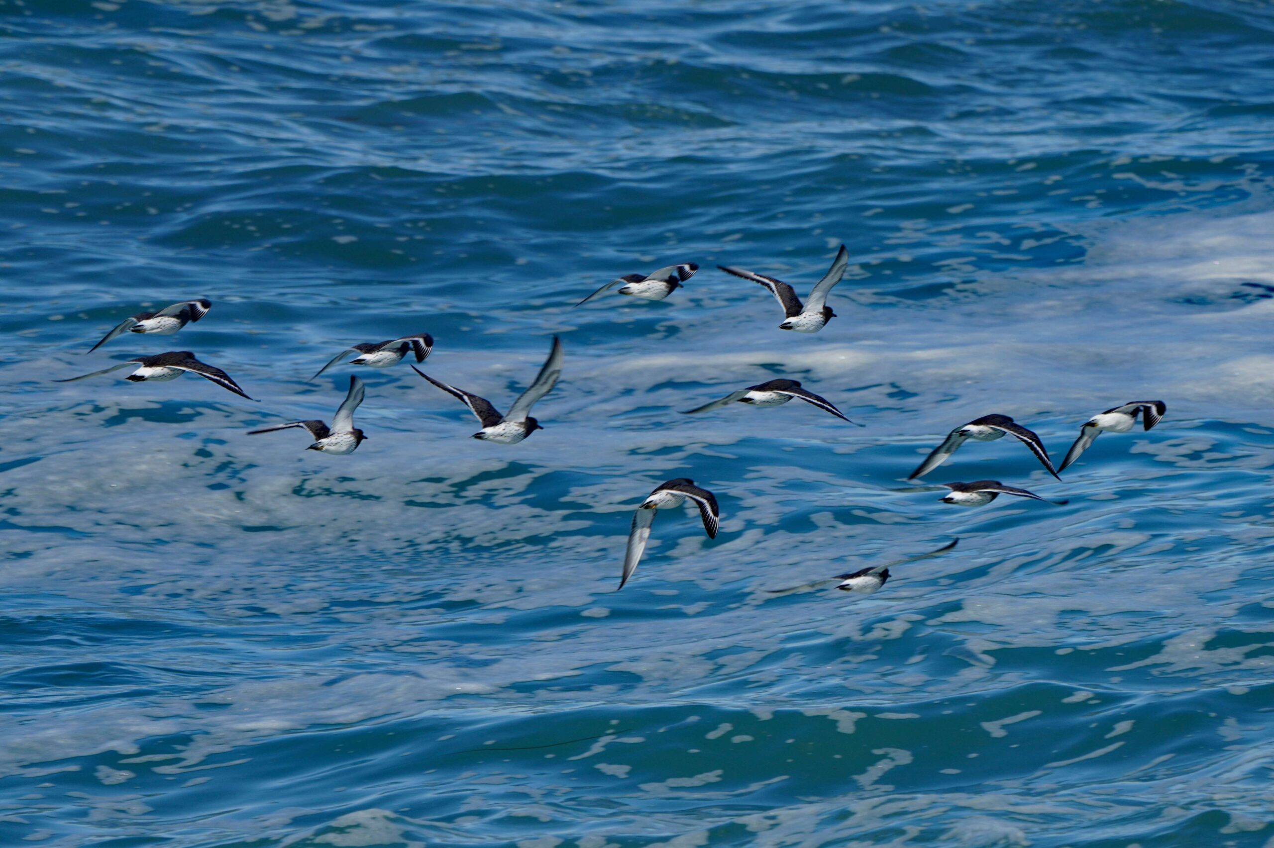 Black Turnstones