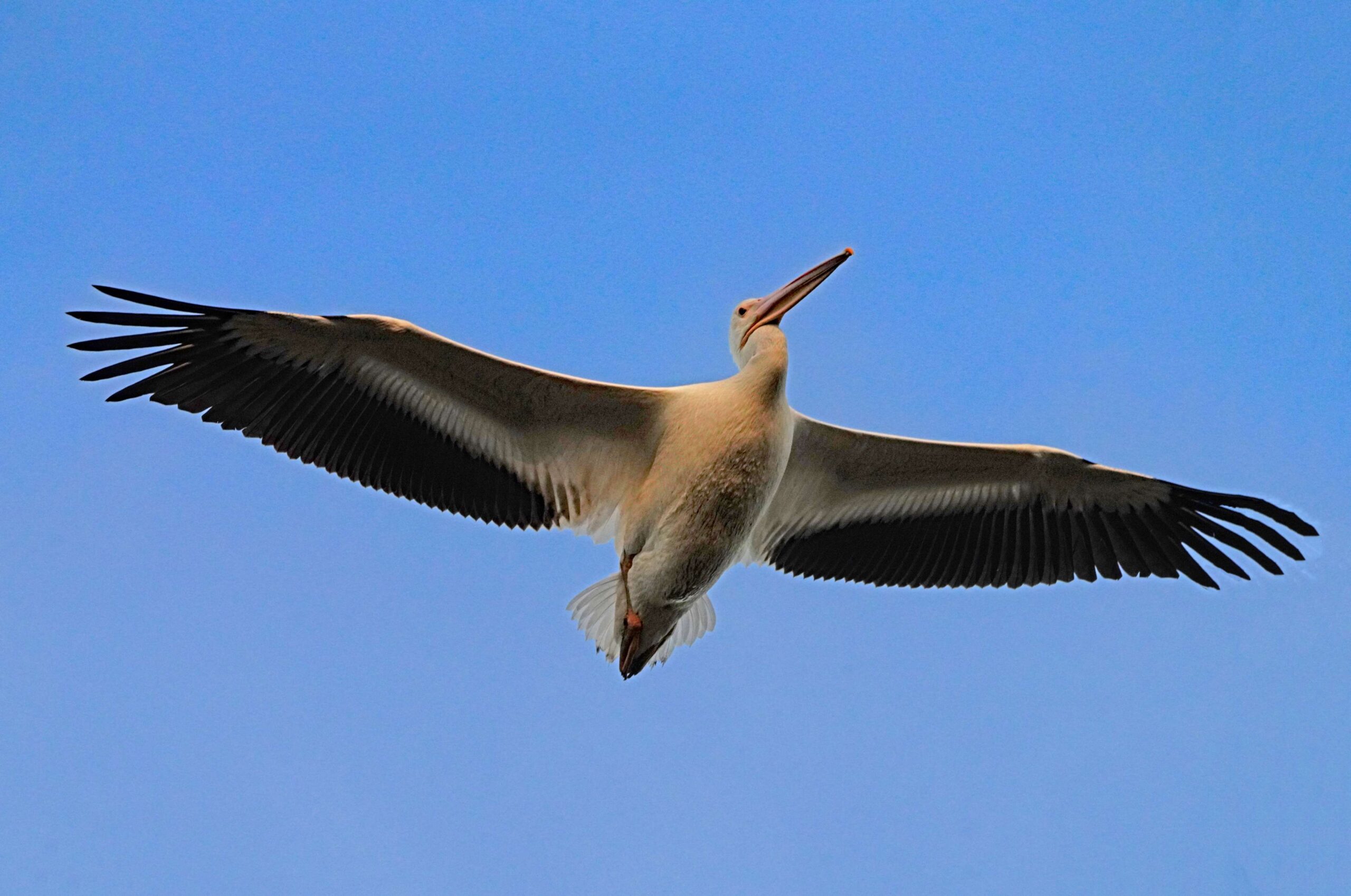 White Pelican