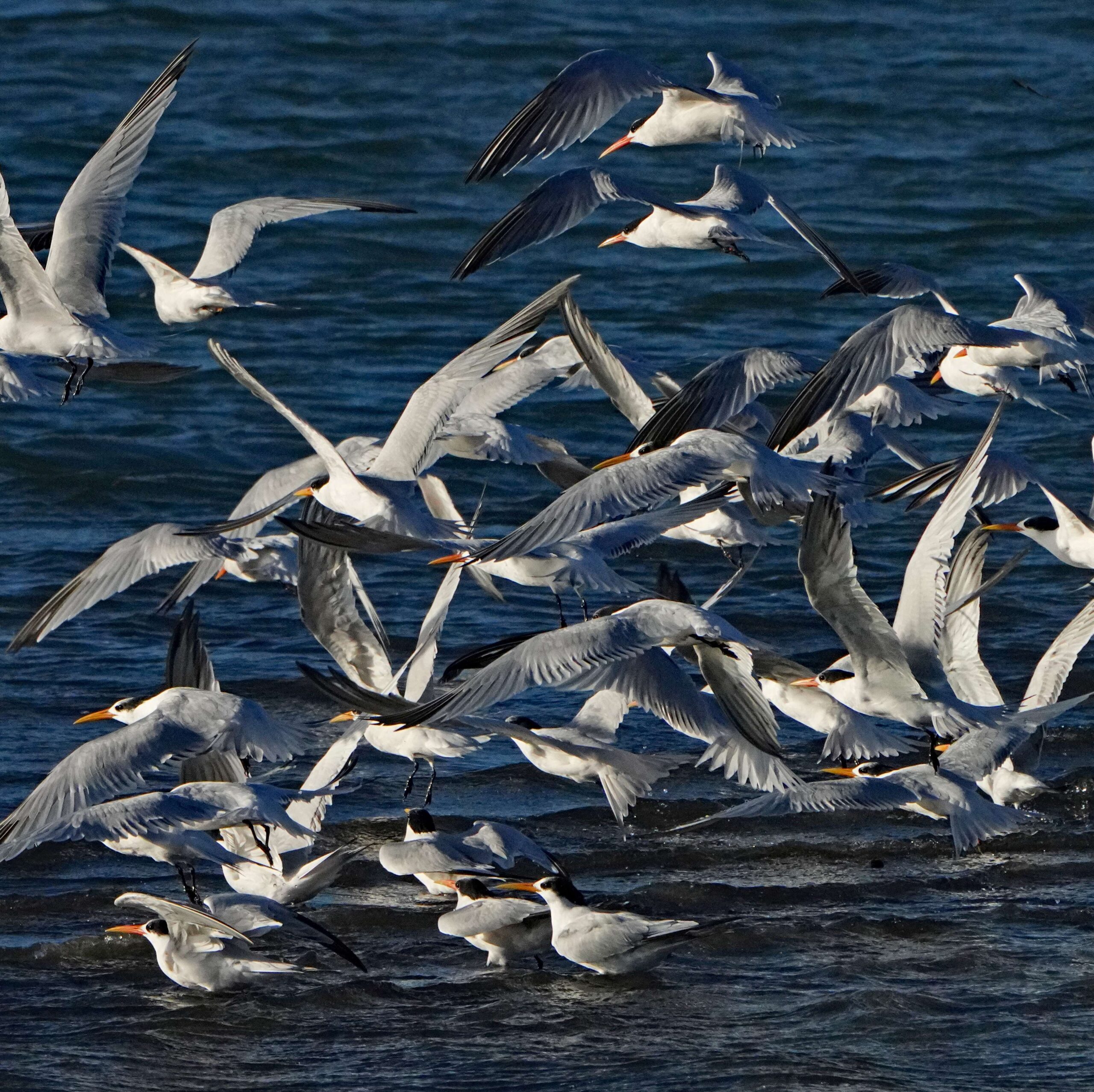 Elegant Terns