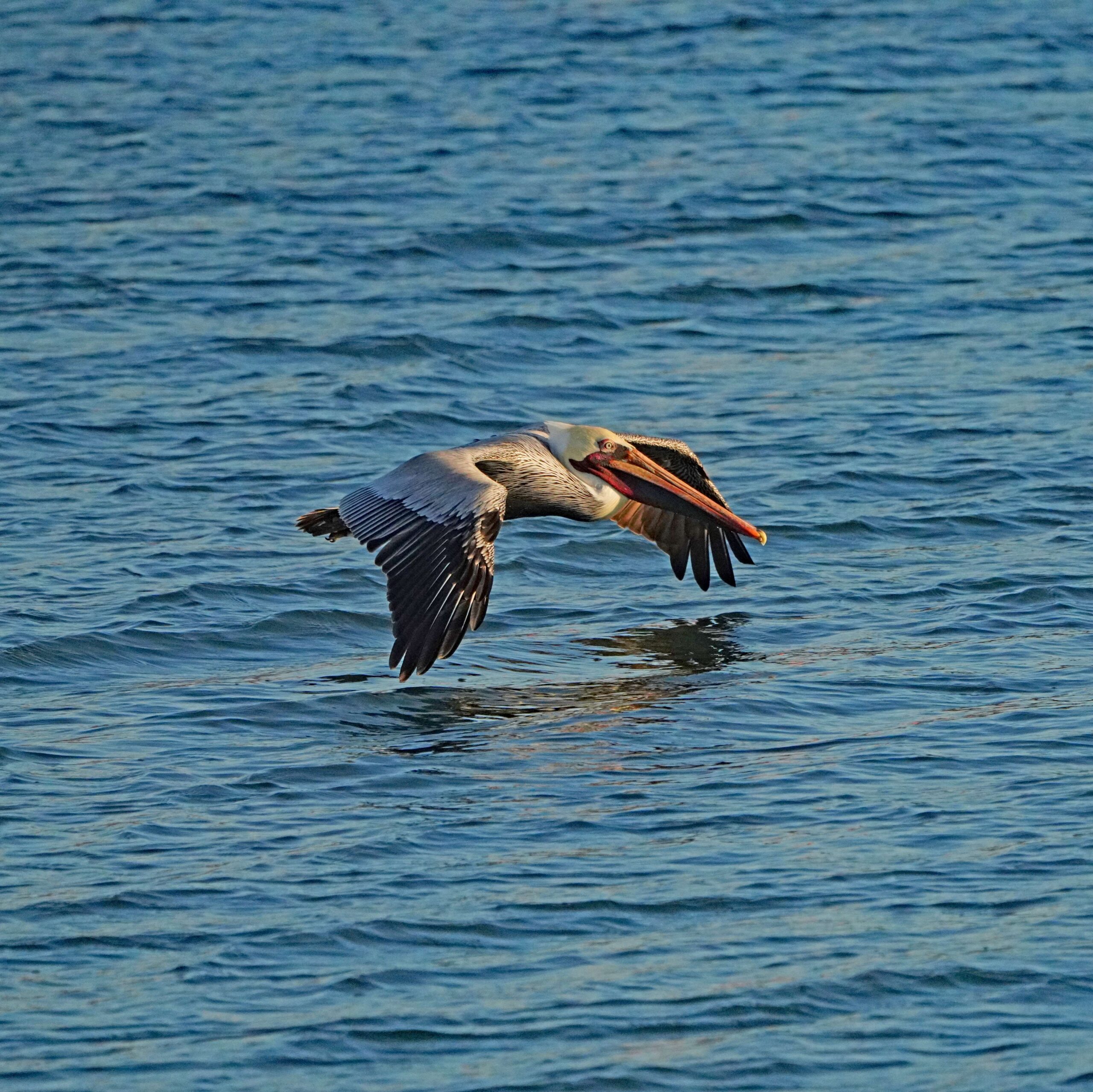Brown Pelican