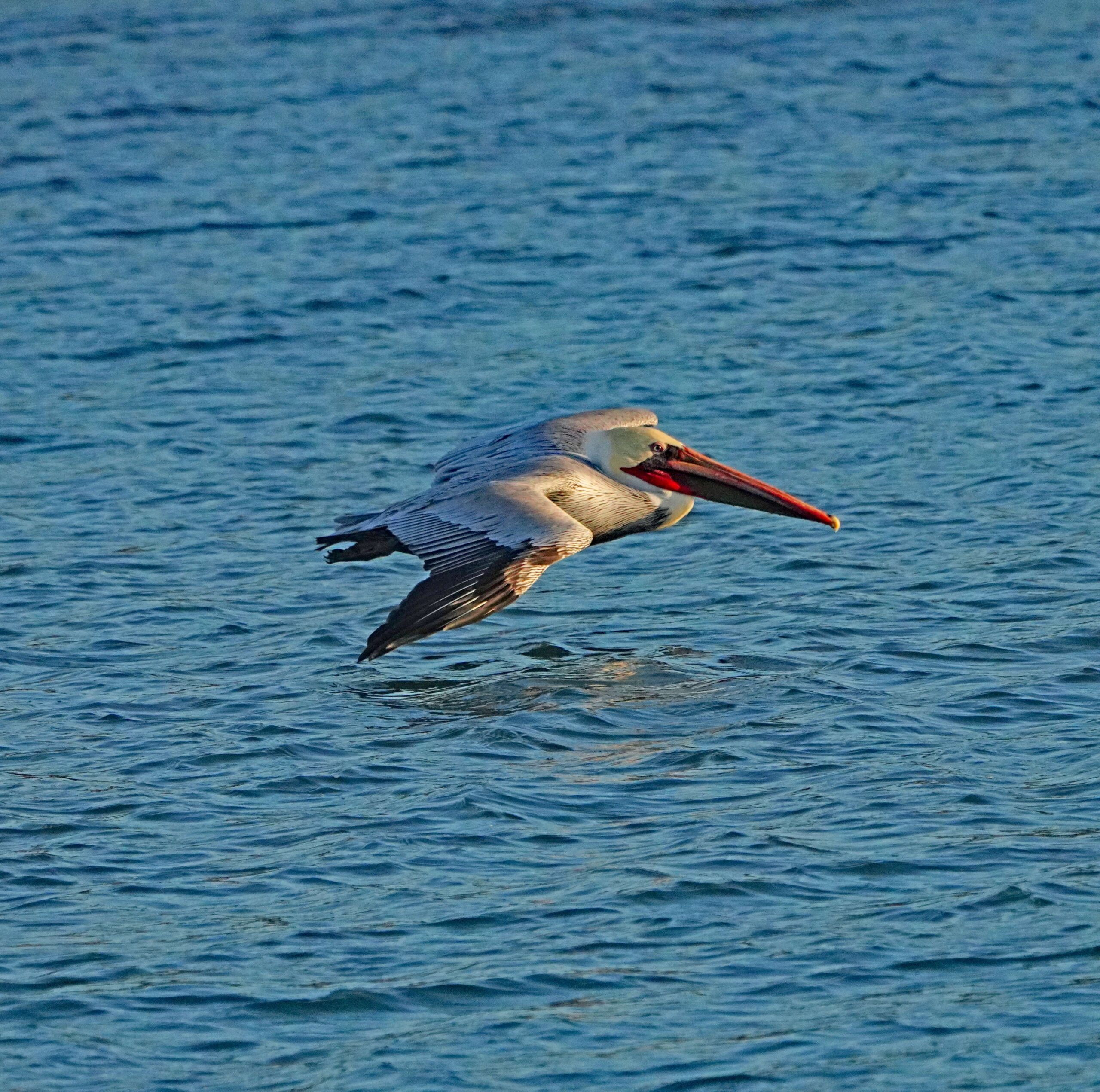 Brown Pelican