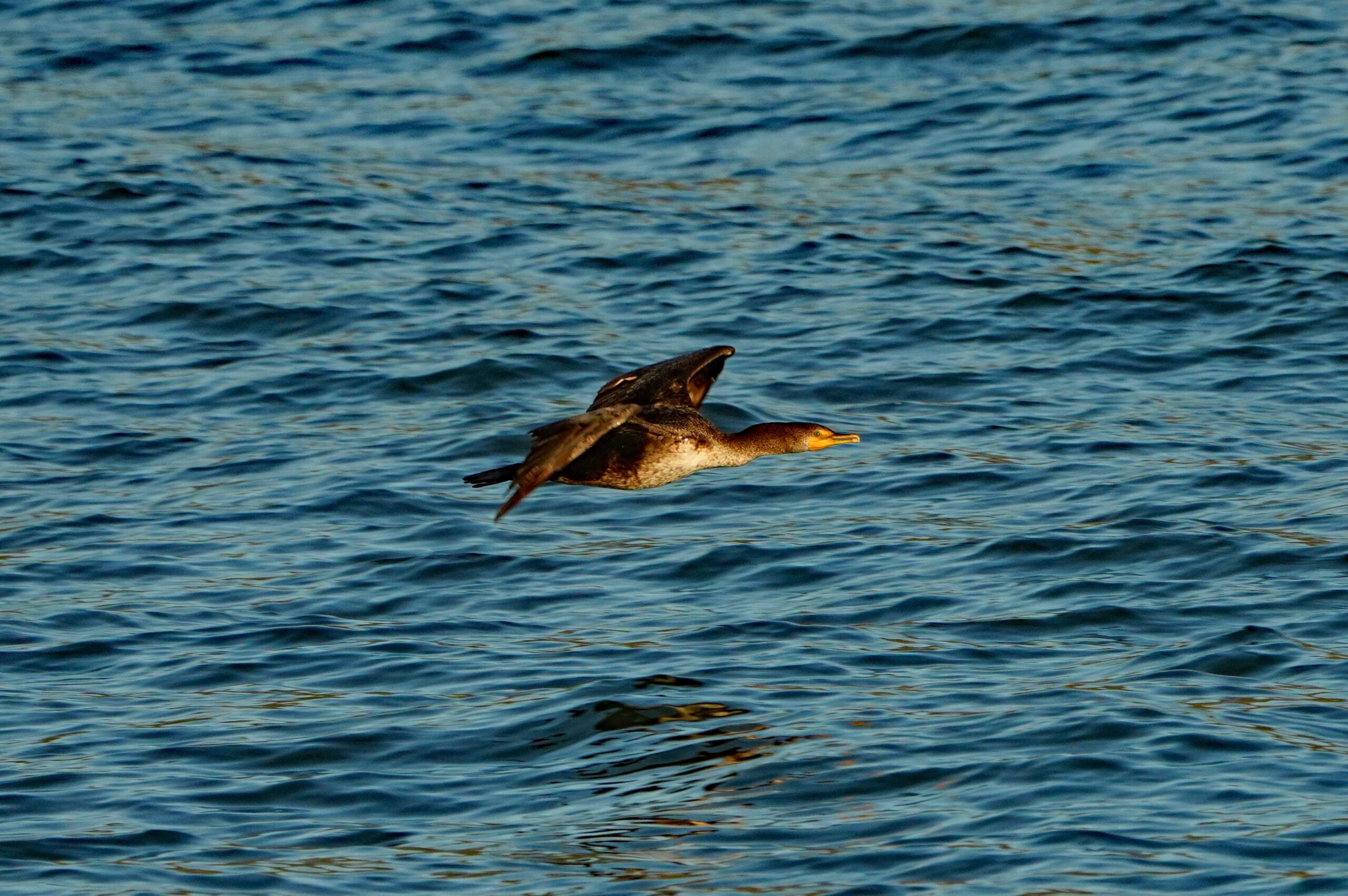 Double-crested Cormorant