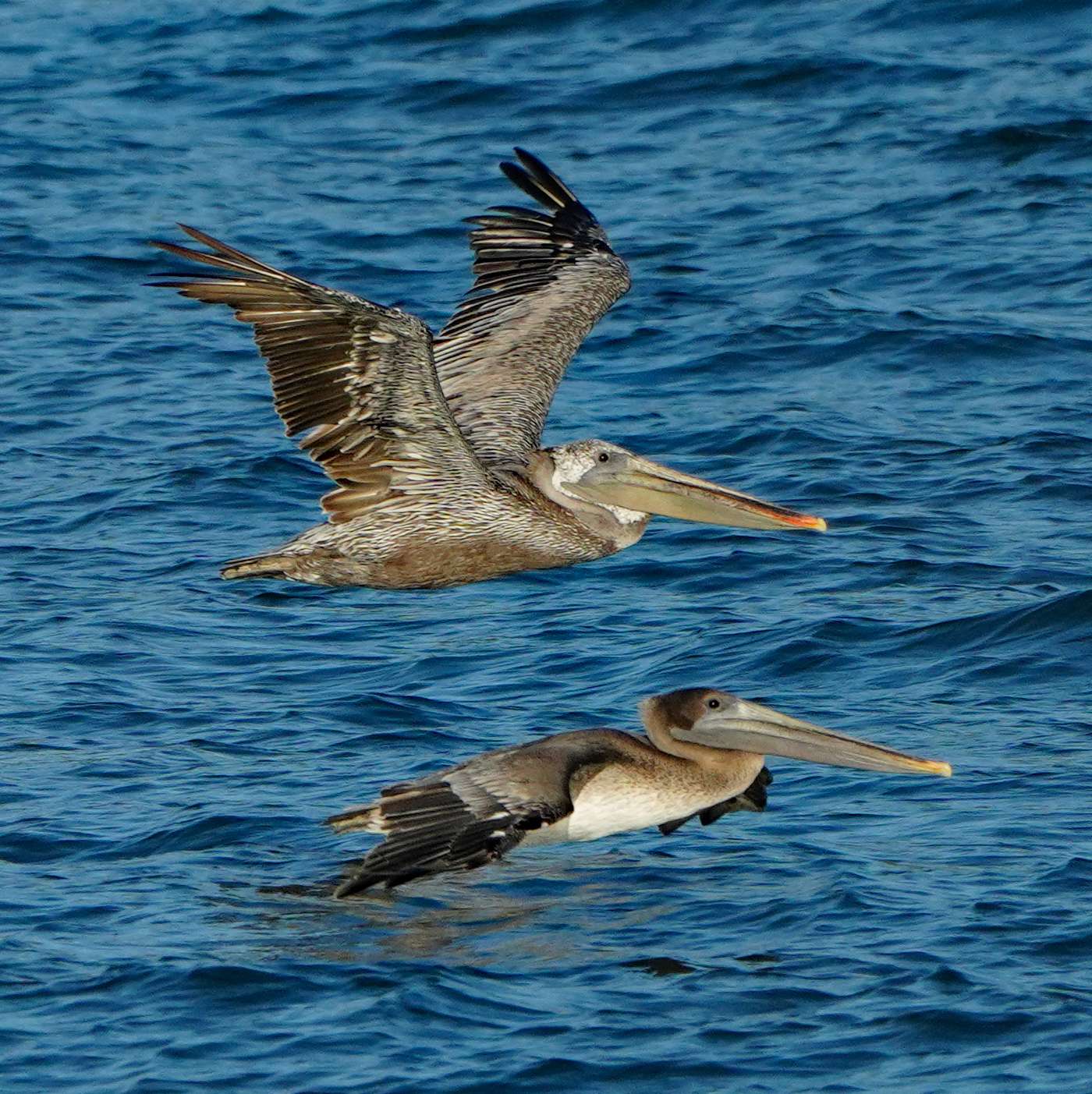 Brown Pelicans