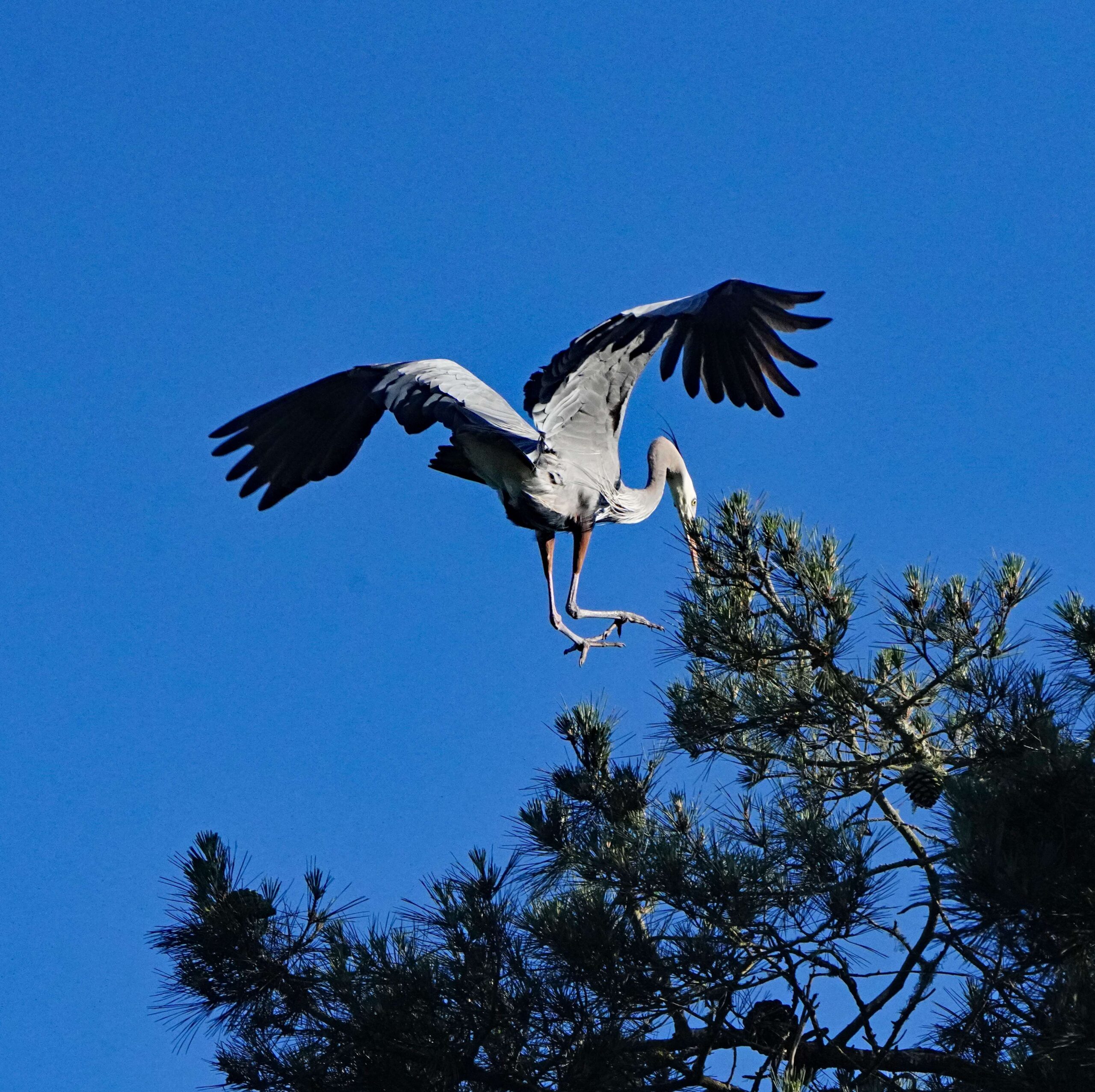 Great Blue Heron