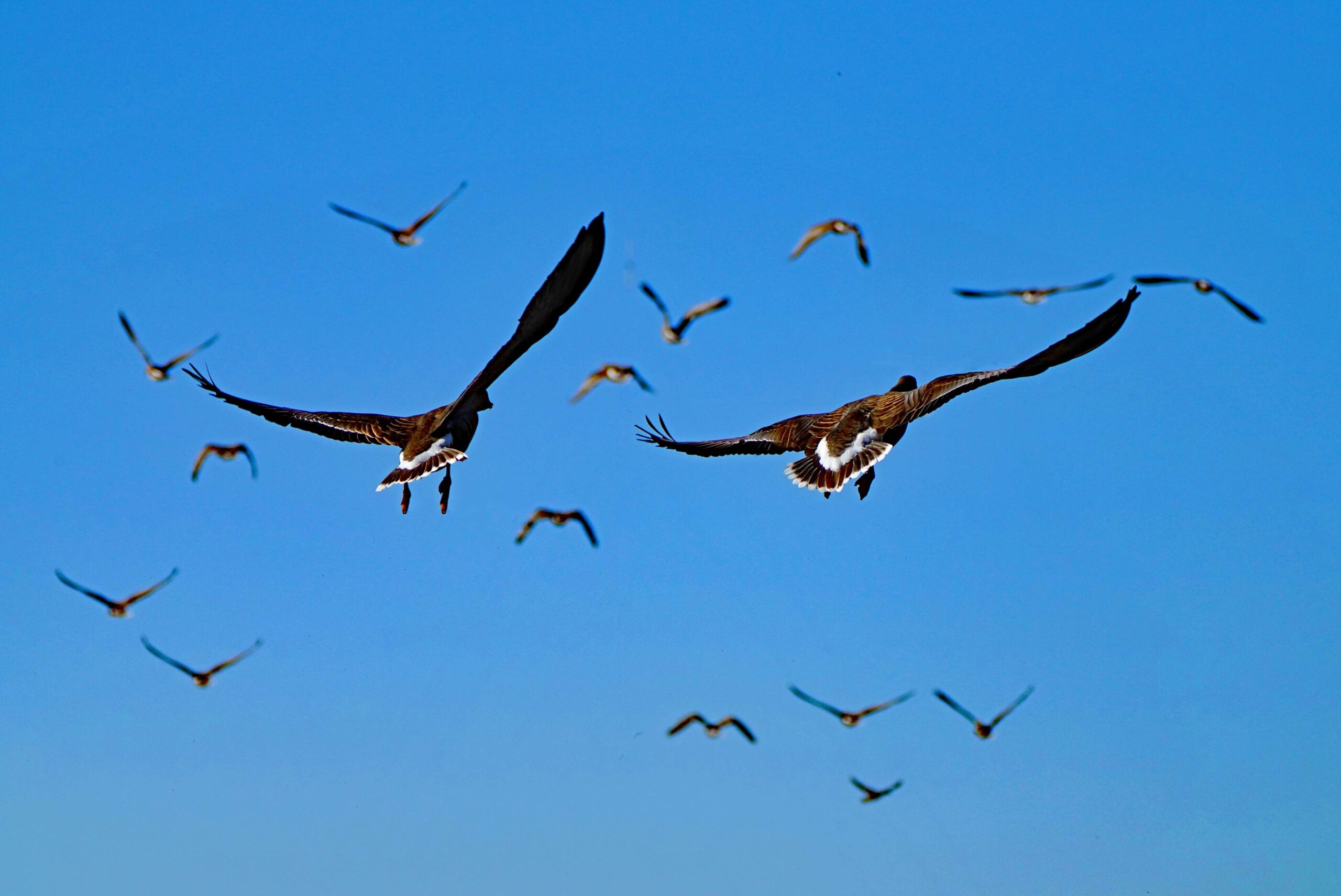 White-fronted Geese