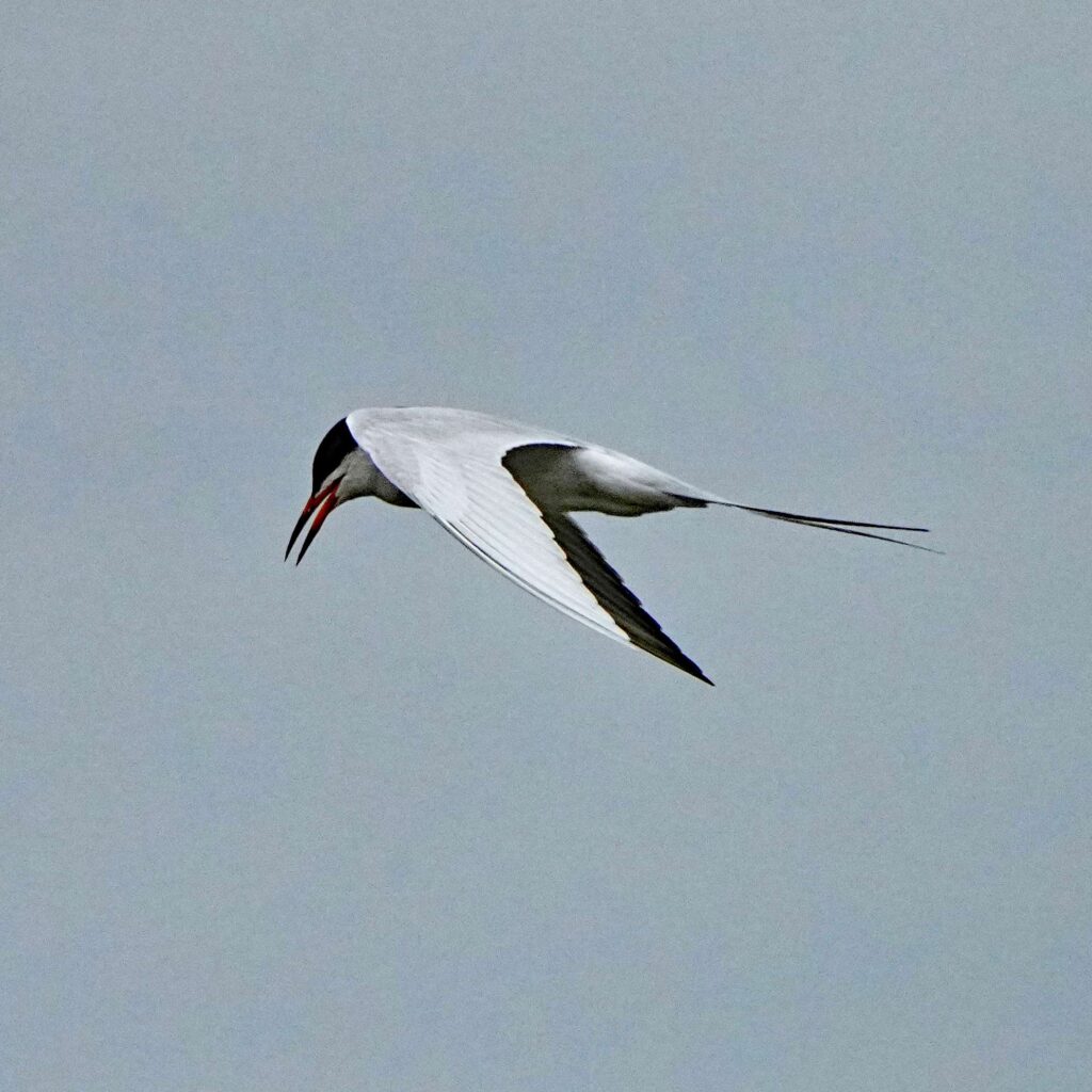 Forster's Tern