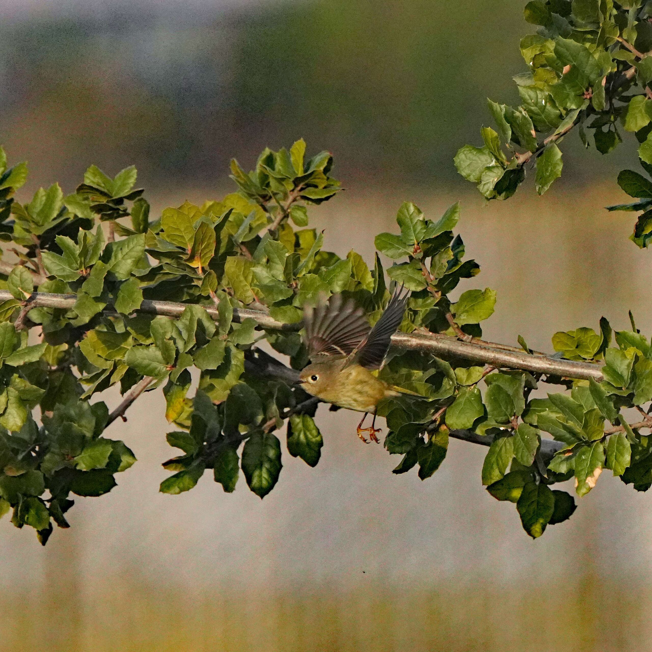 Ruby-crowned Kinglet