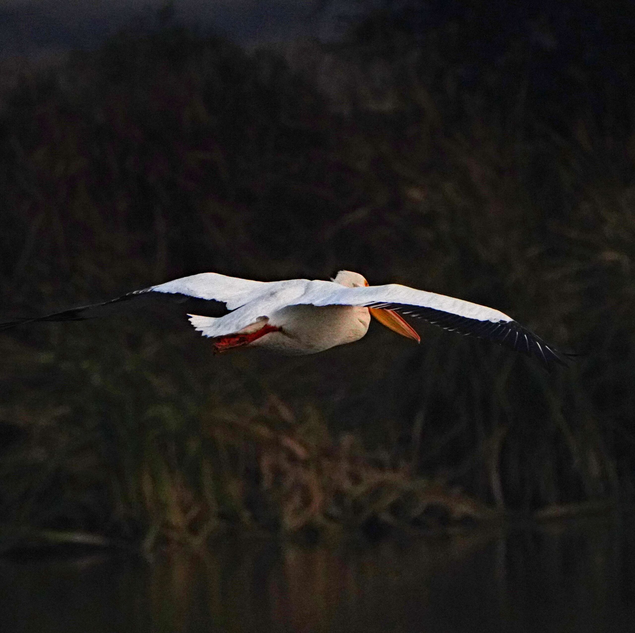 White Pelican