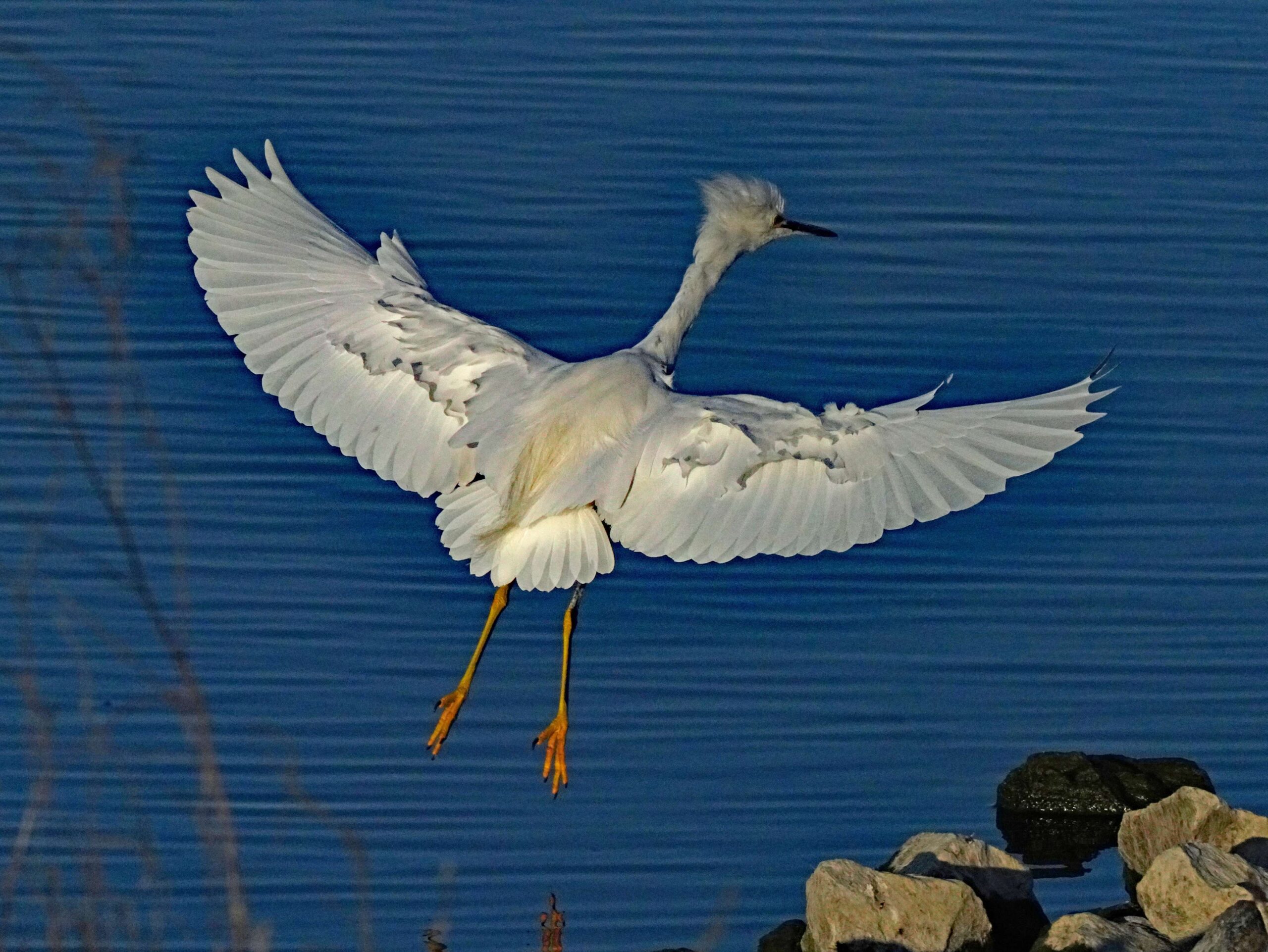 Snowy Egret