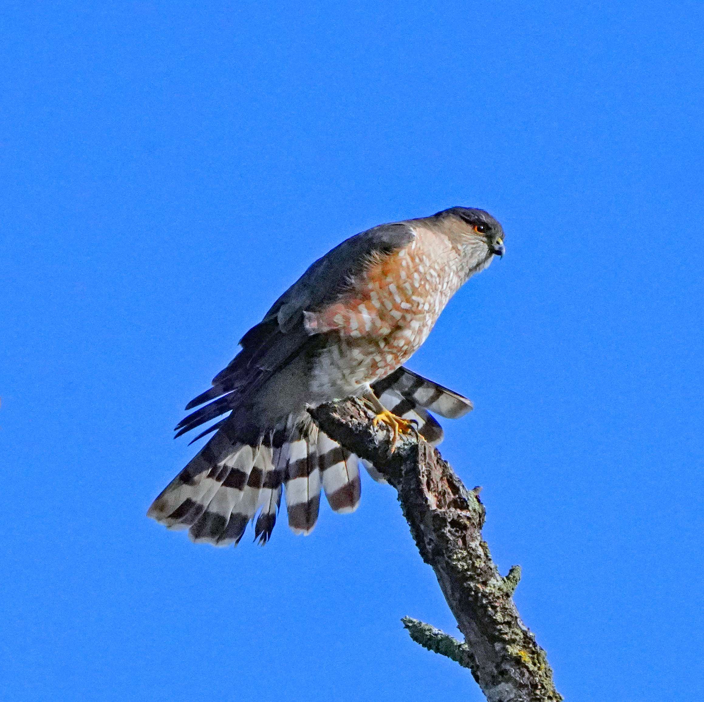 Cooper's Hawk