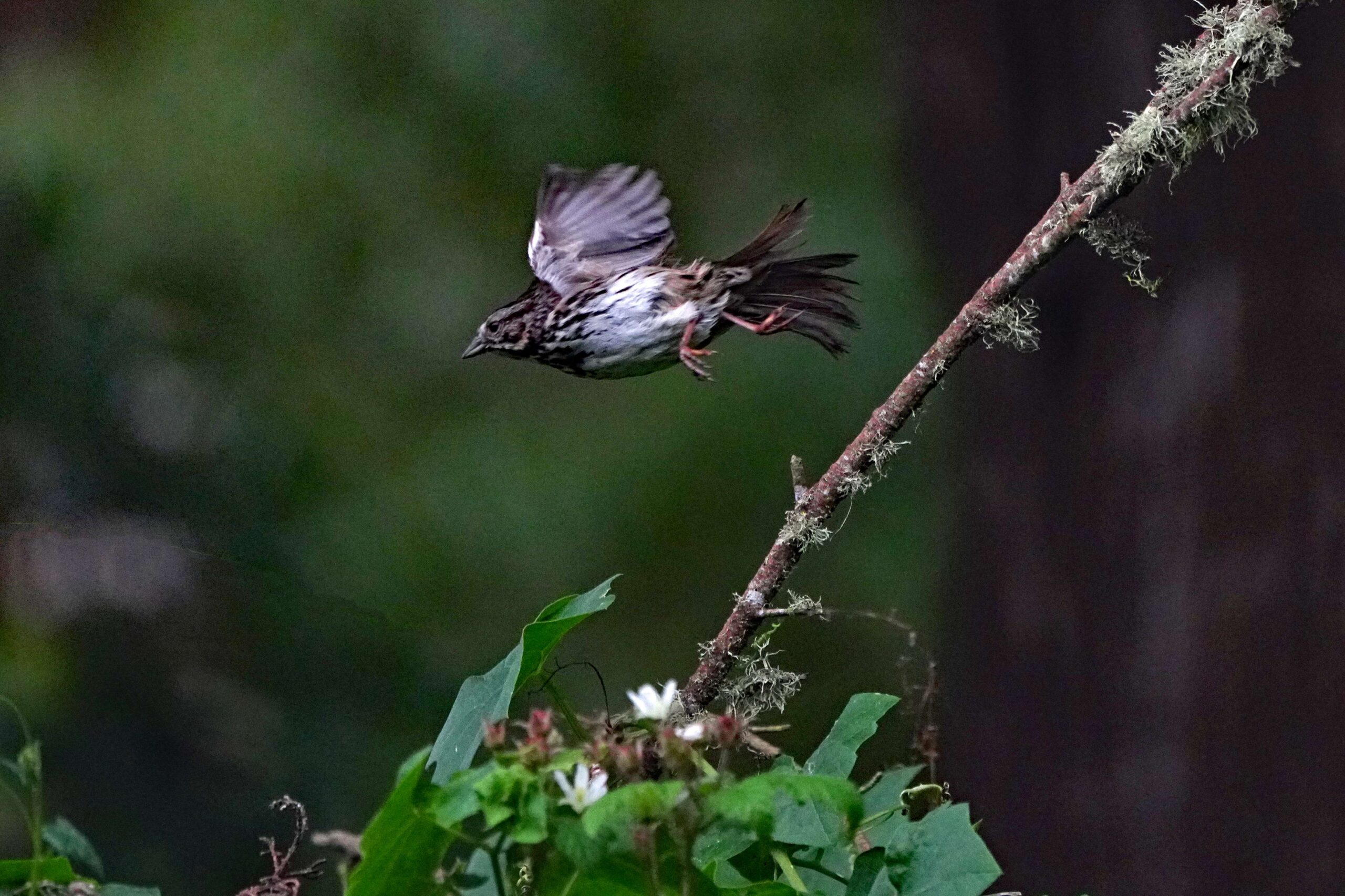 Song Sparrow