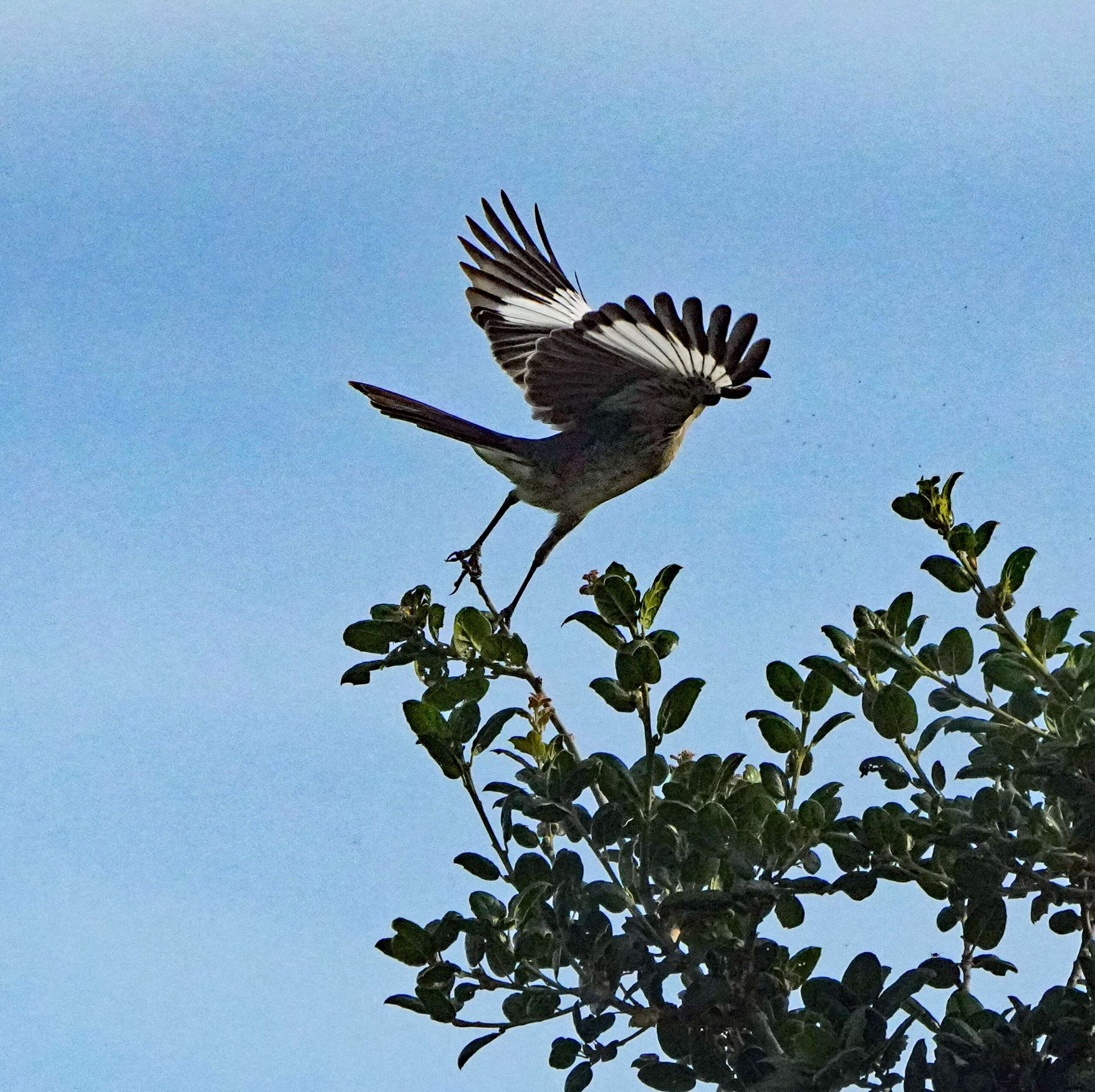 Northern Mockingbird