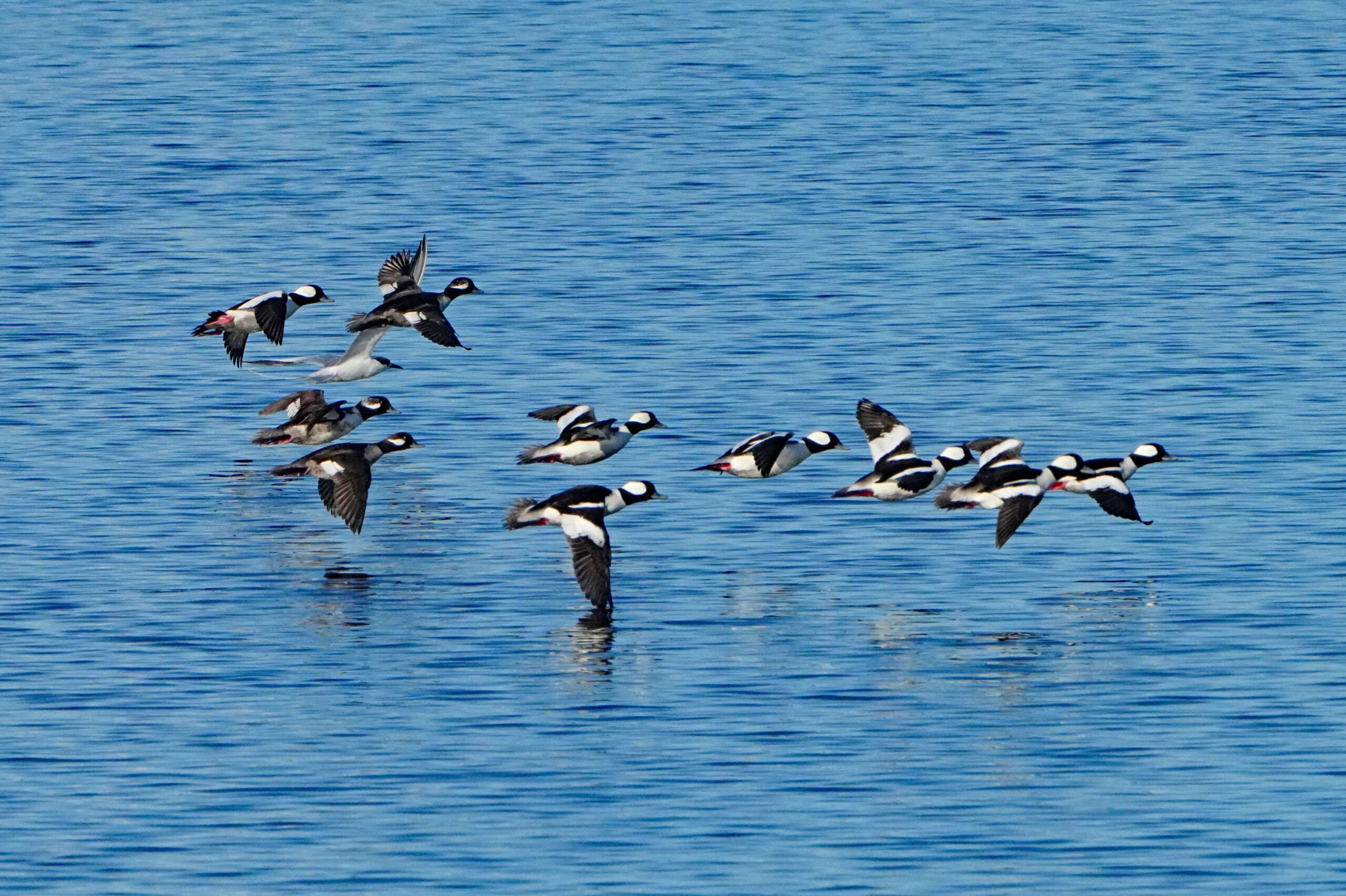 Buffleheads