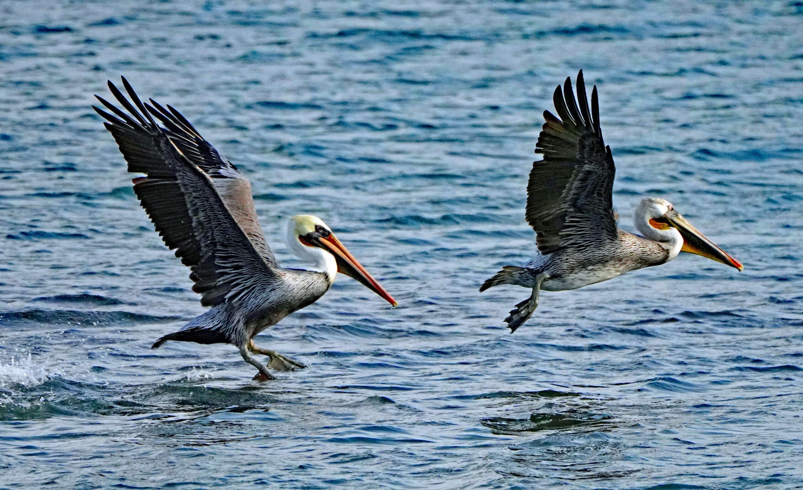 Brown Pelicans