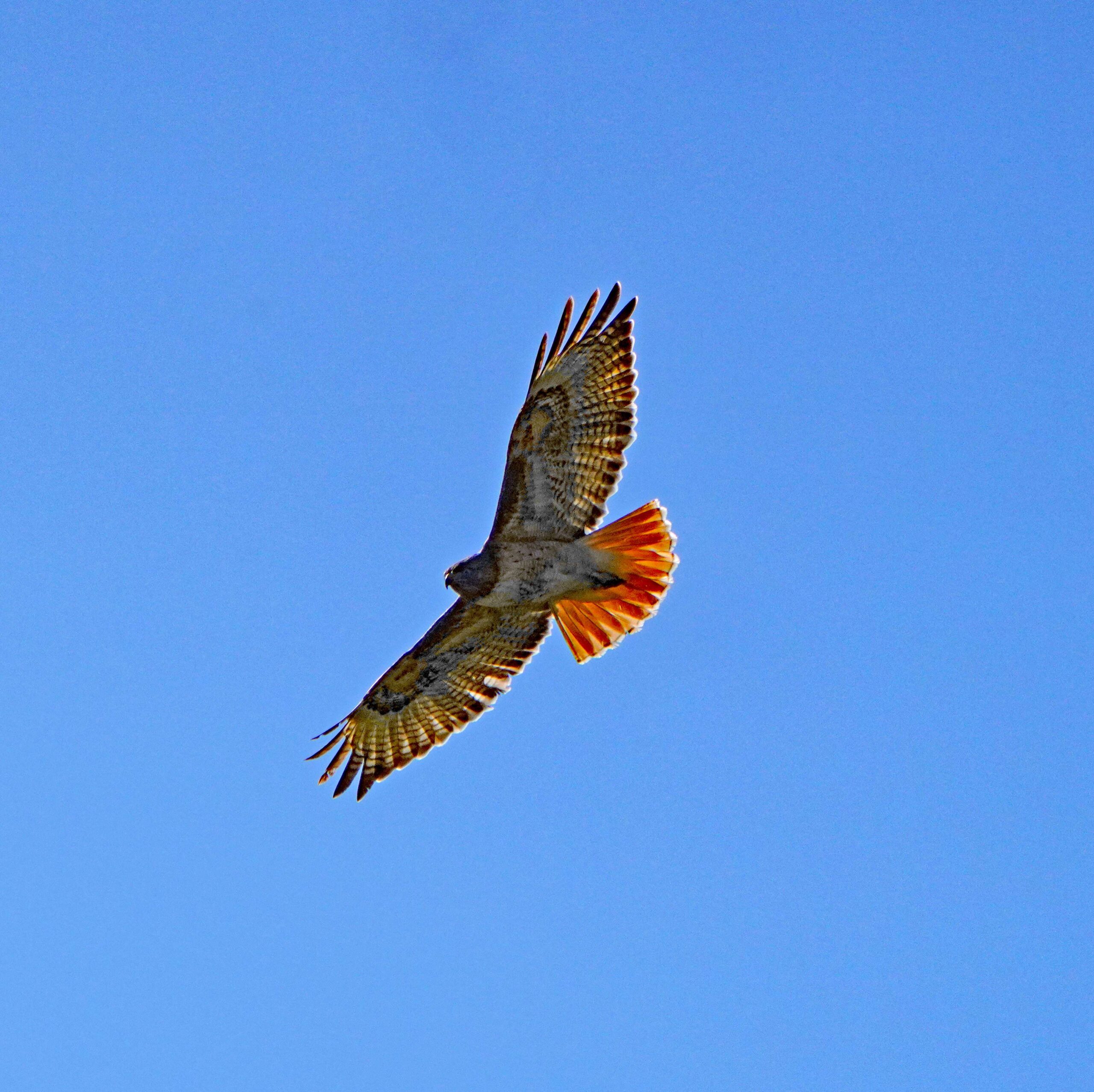 Red-tailed Hawk