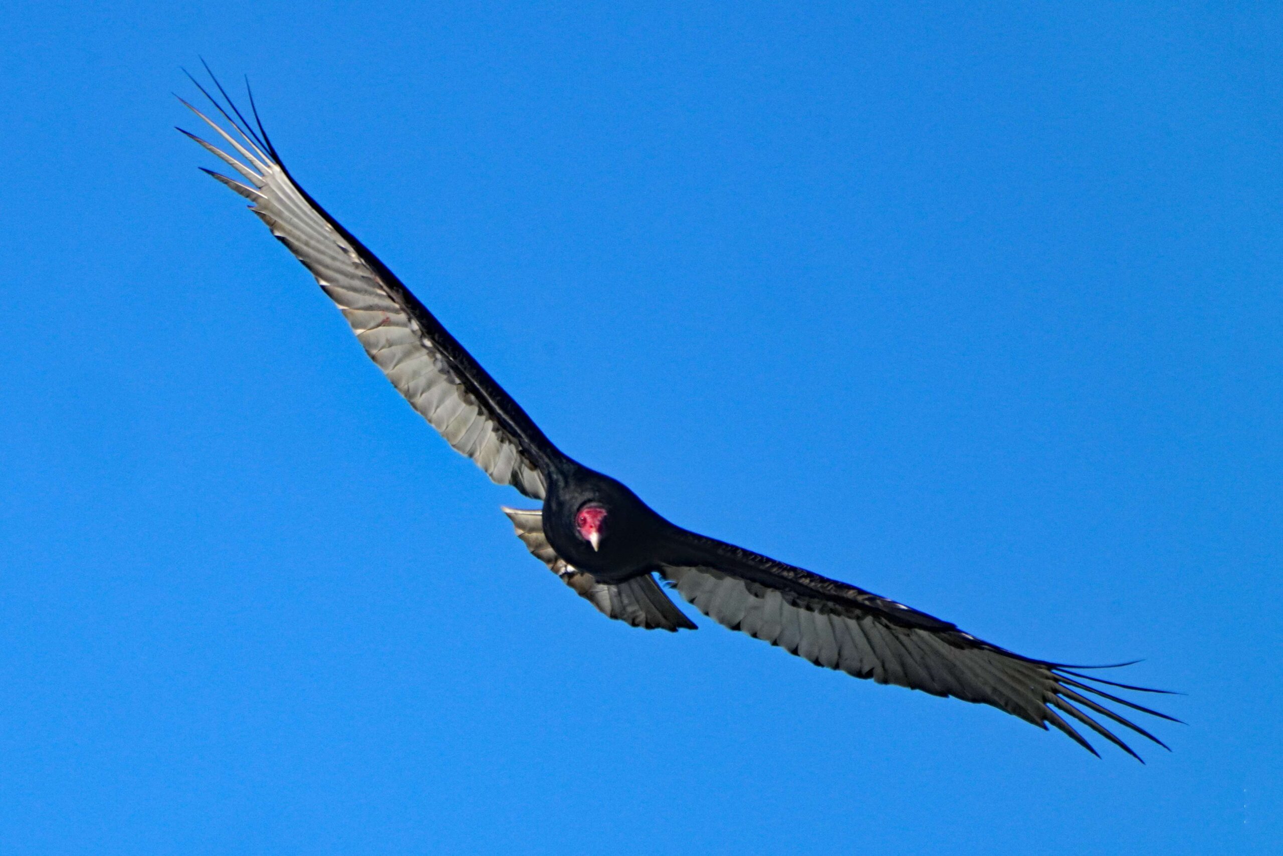 Turkey Vulture